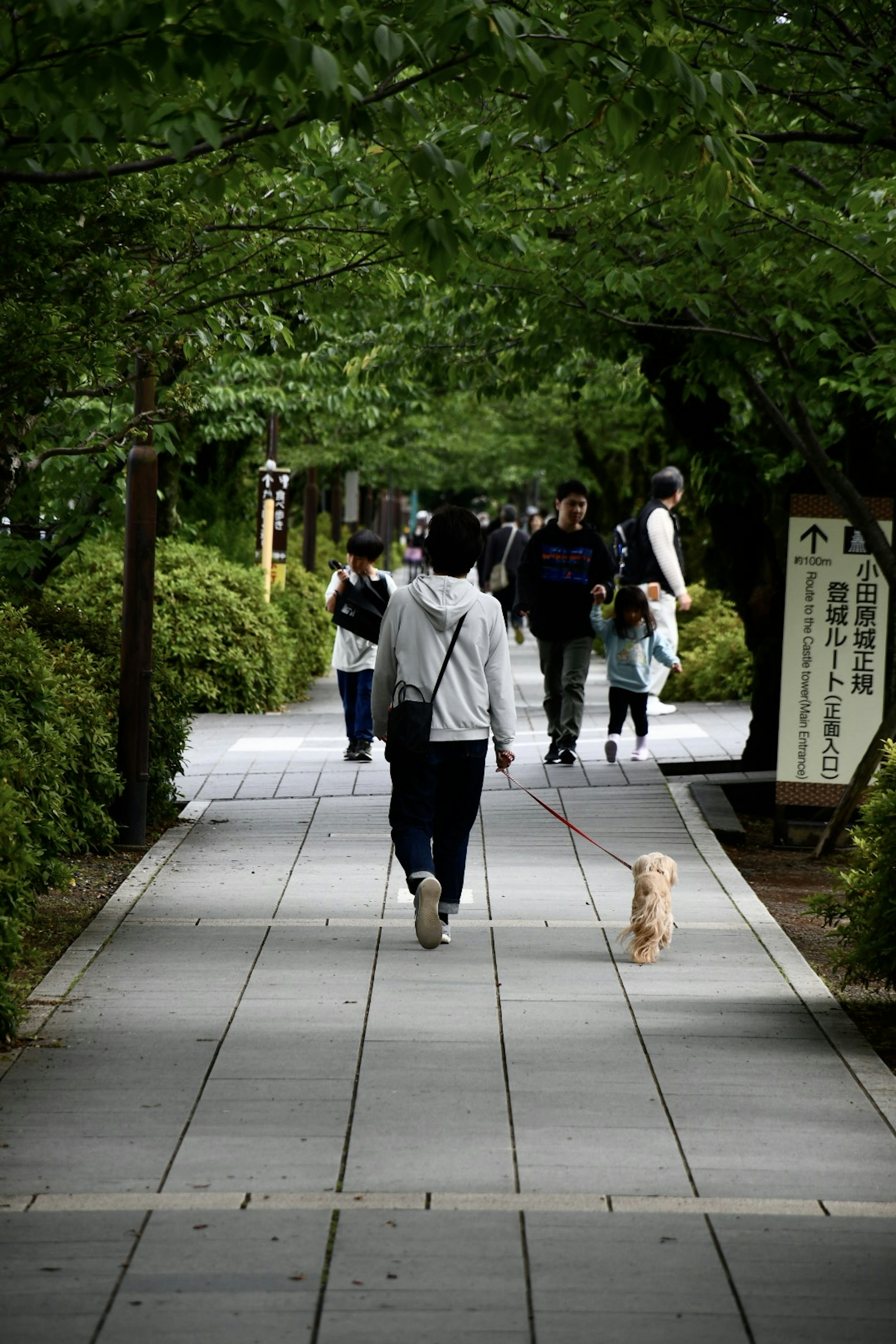 緑の木々に囲まれた歩道を歩く人々と犬