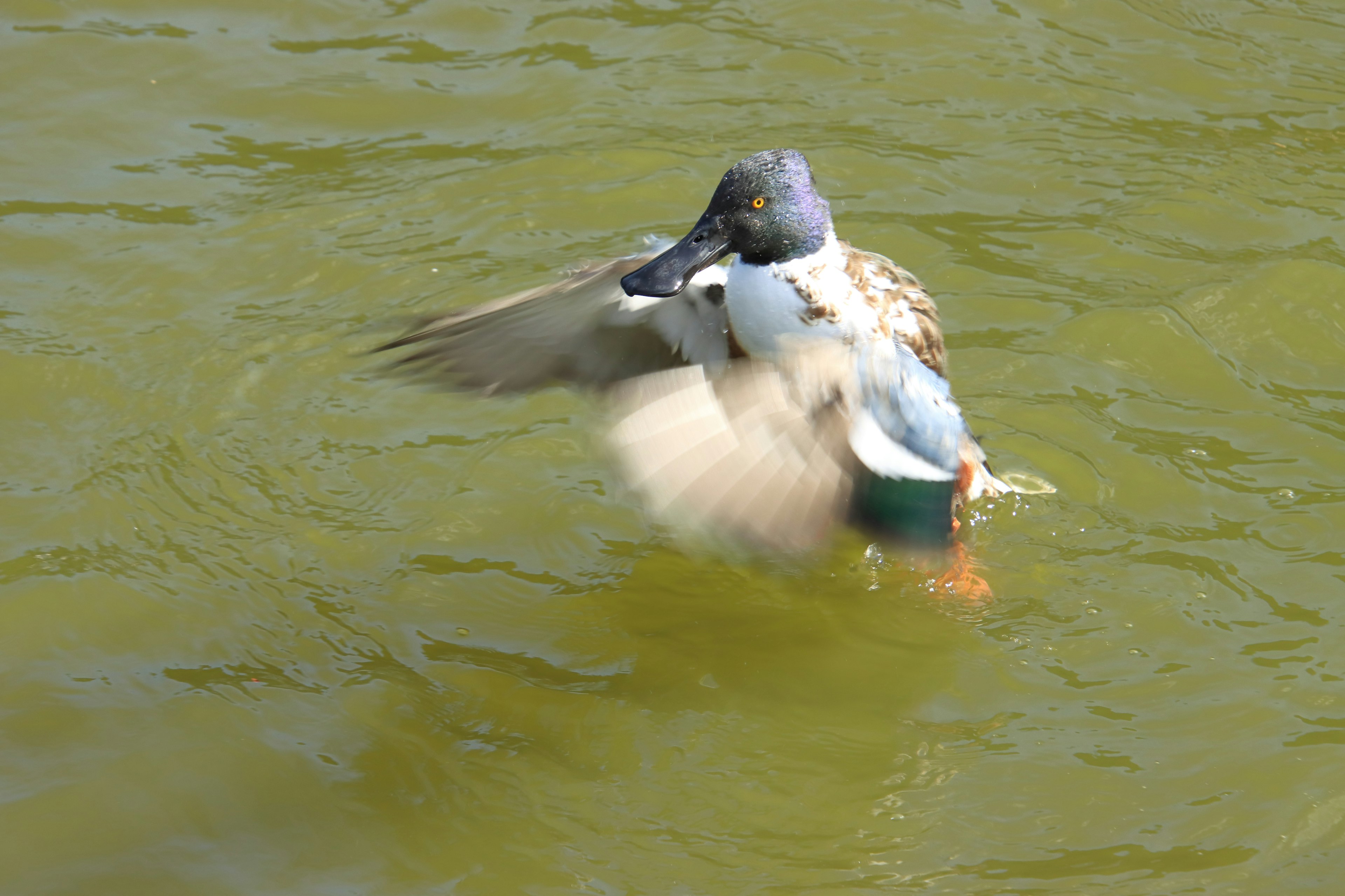 Pato aleteando en la superficie del agua con plumas azules y patas naranjas