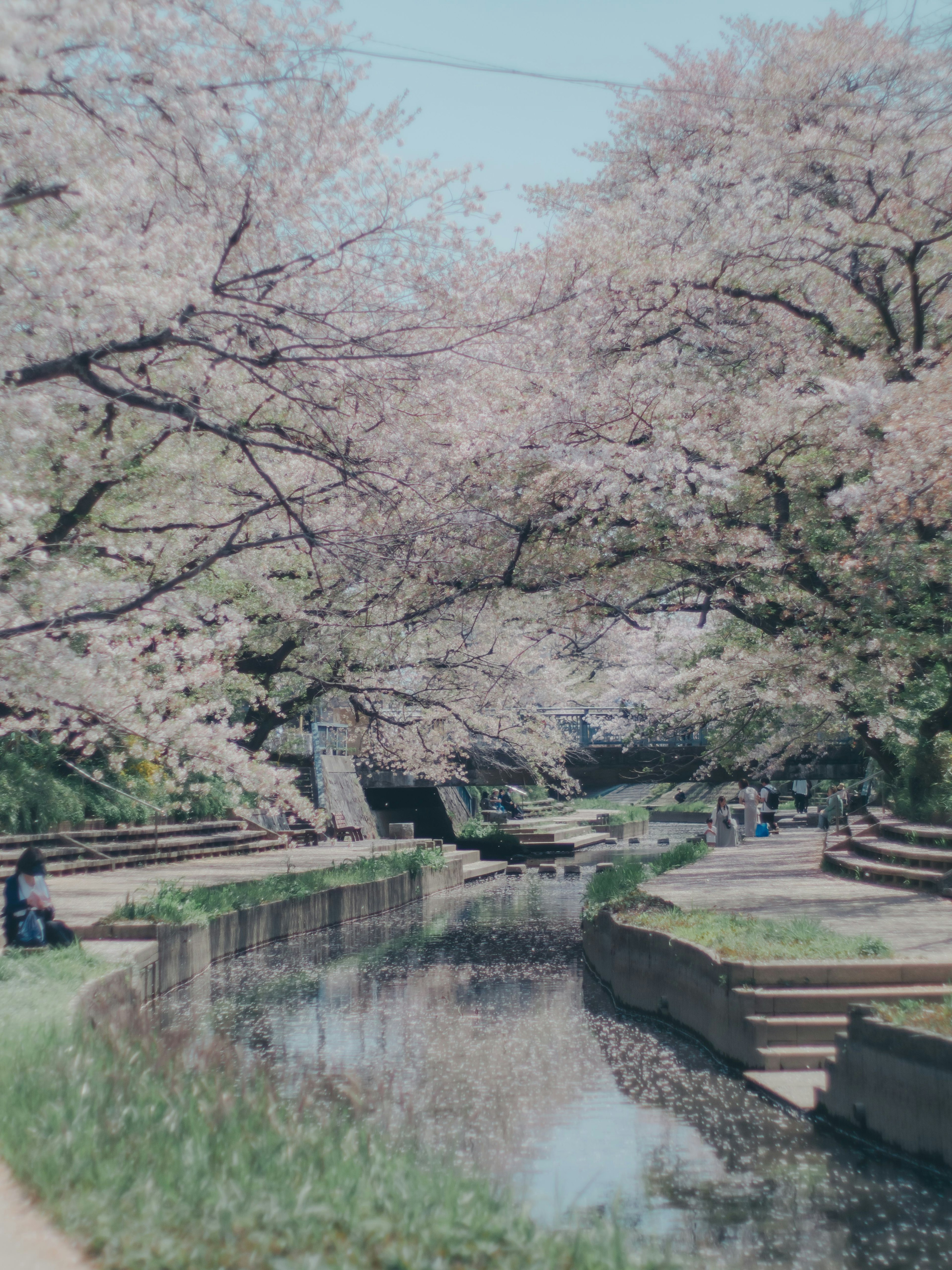 桜の木が並ぶ川の風景 水面に映る花びらの美しさ