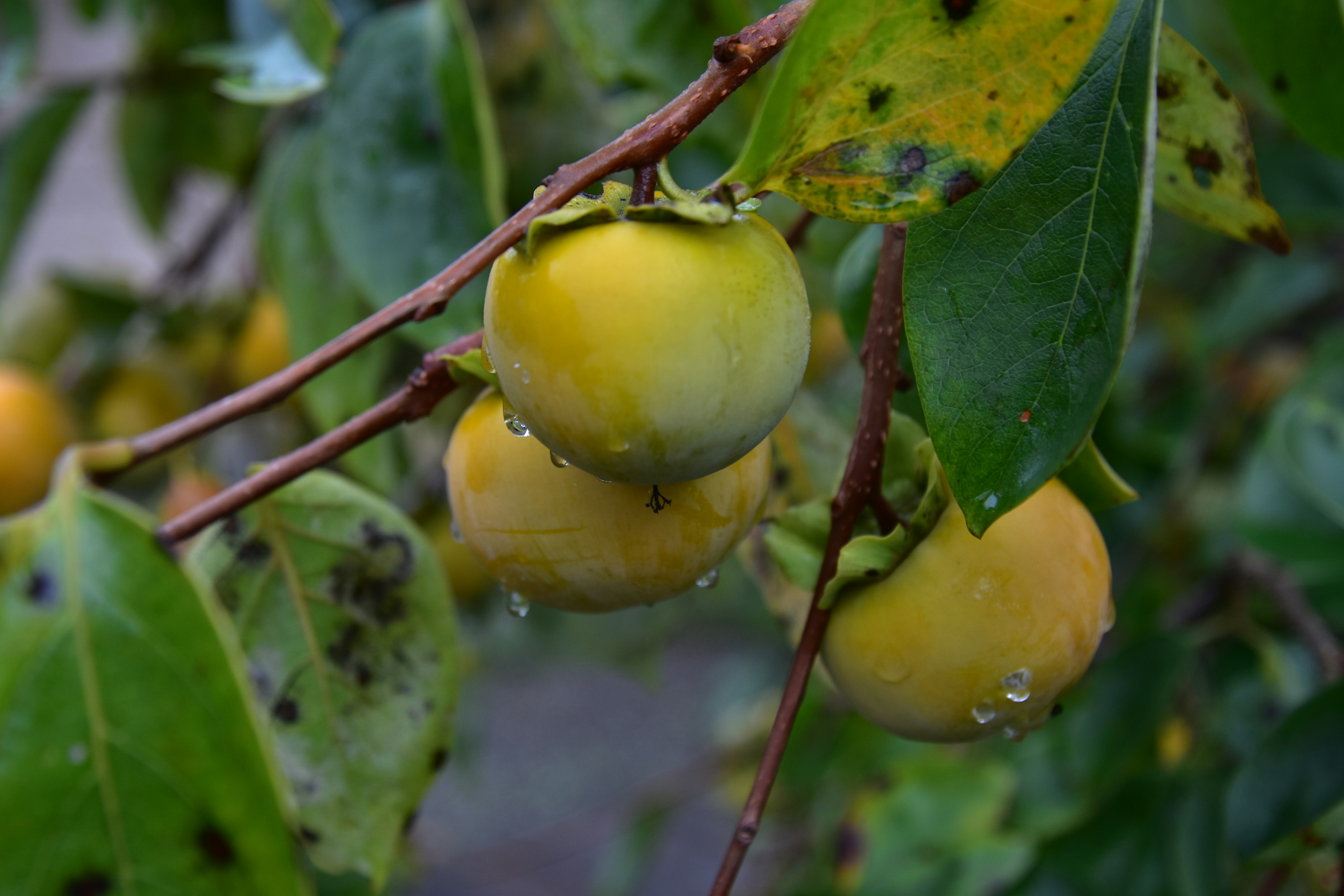 Gelbgrüne Früchte hängen zwischen grünen Blättern