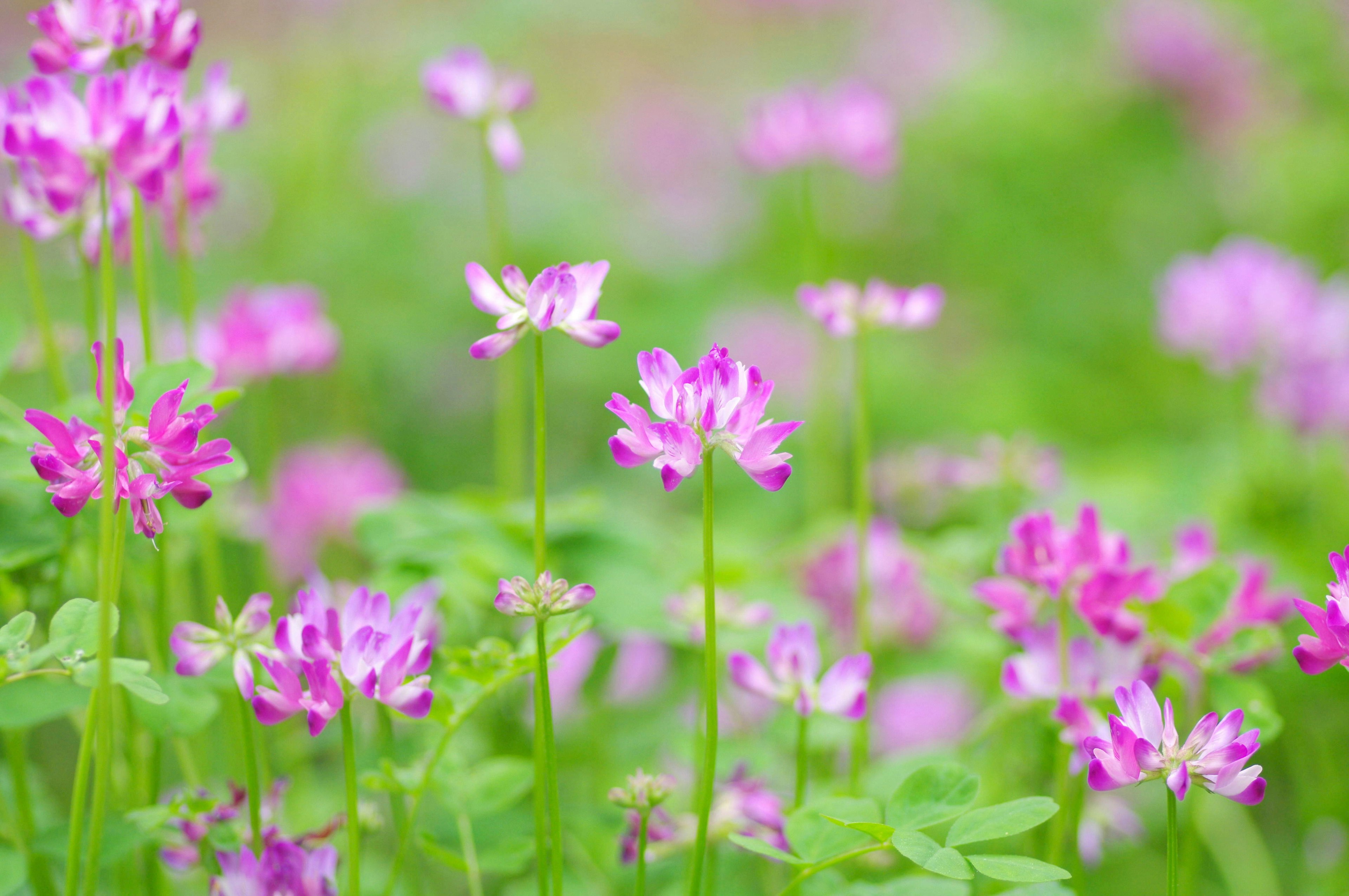 Grupo de flores moradas floreciendo contra un fondo verde exuberante