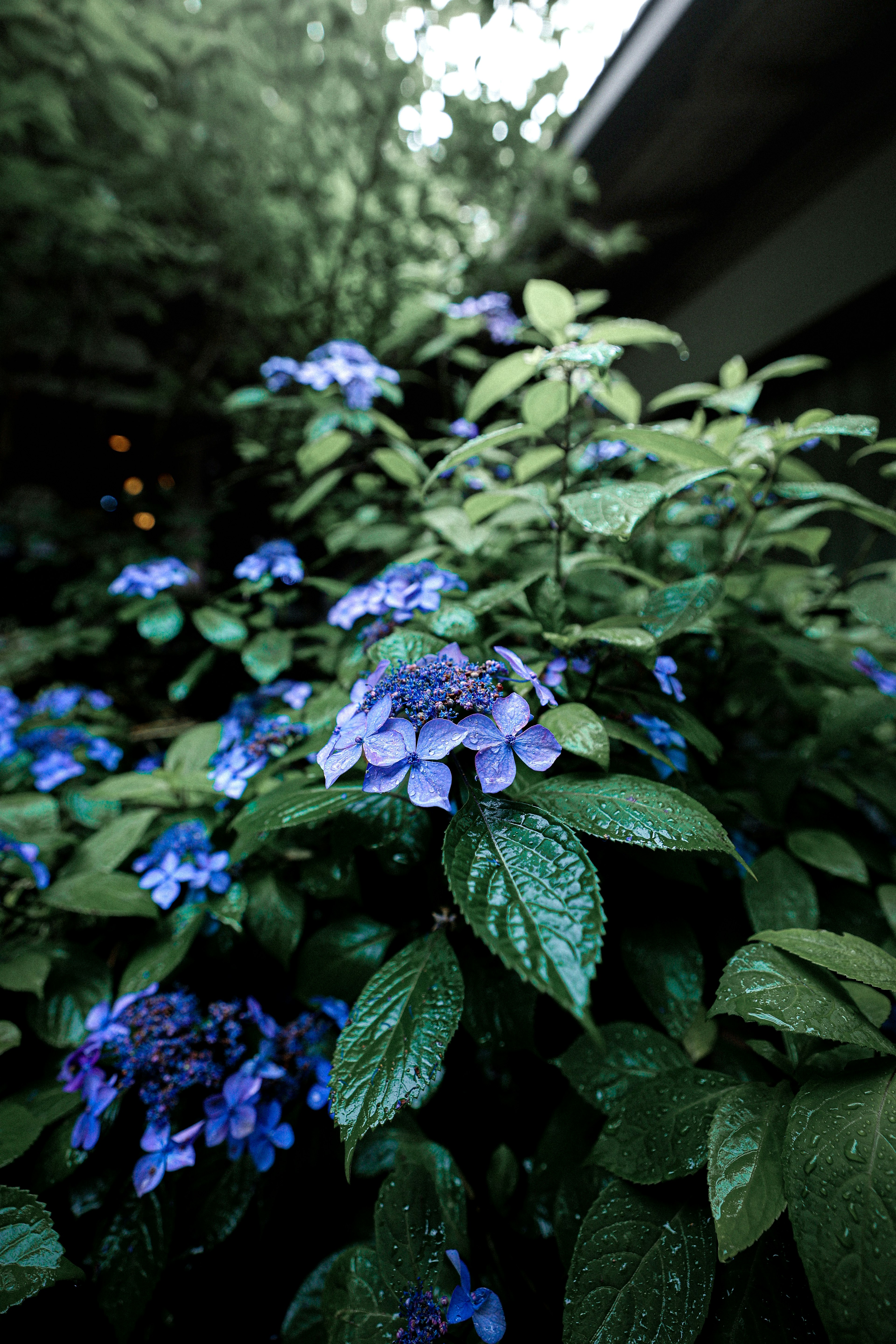 青い花と緑の葉が豊富にある庭の植物