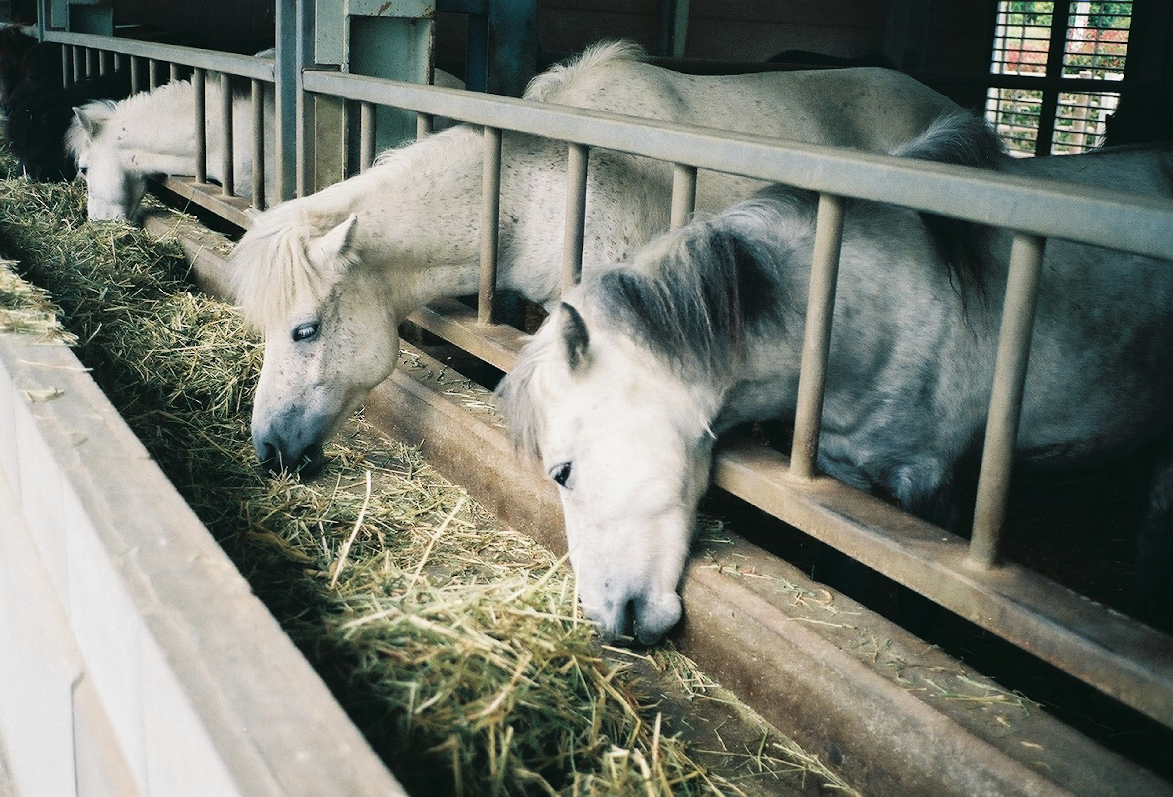 Chevaux blancs mangeant du foin dans une écurie