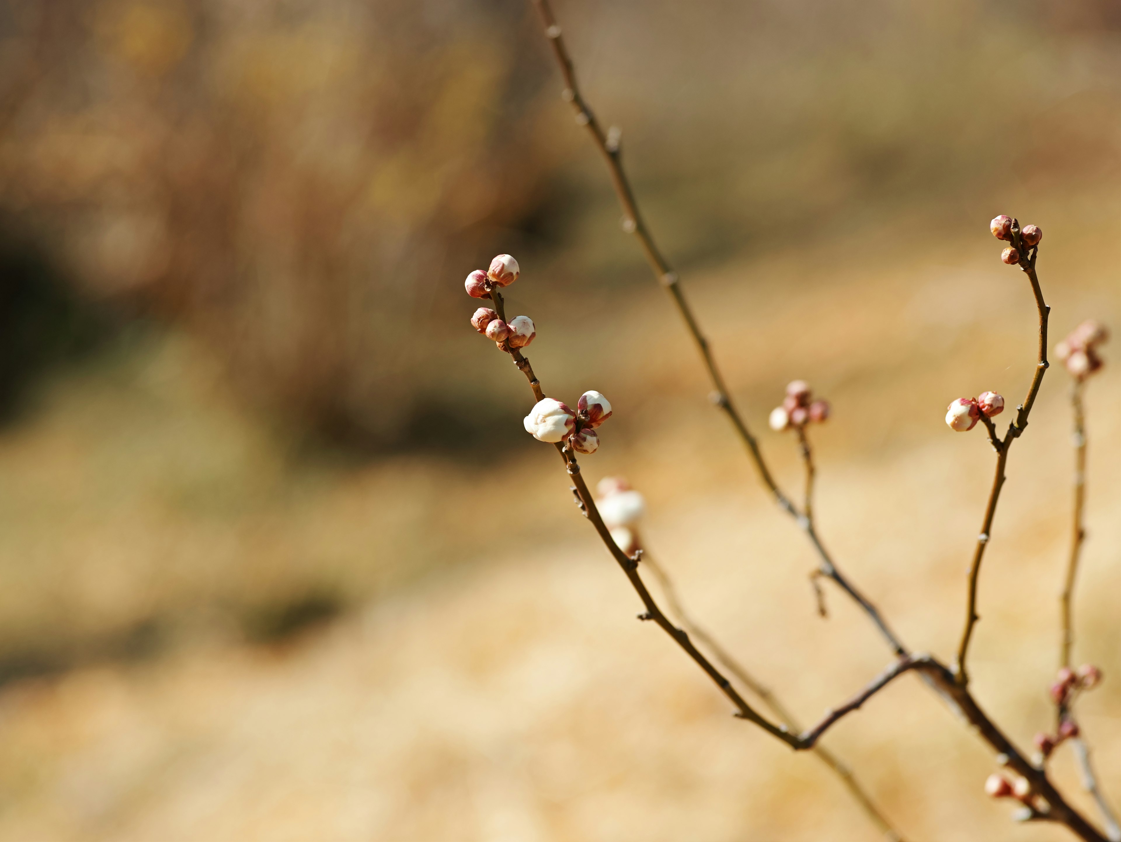 Thin branch with buds and blurred background in spring scenery