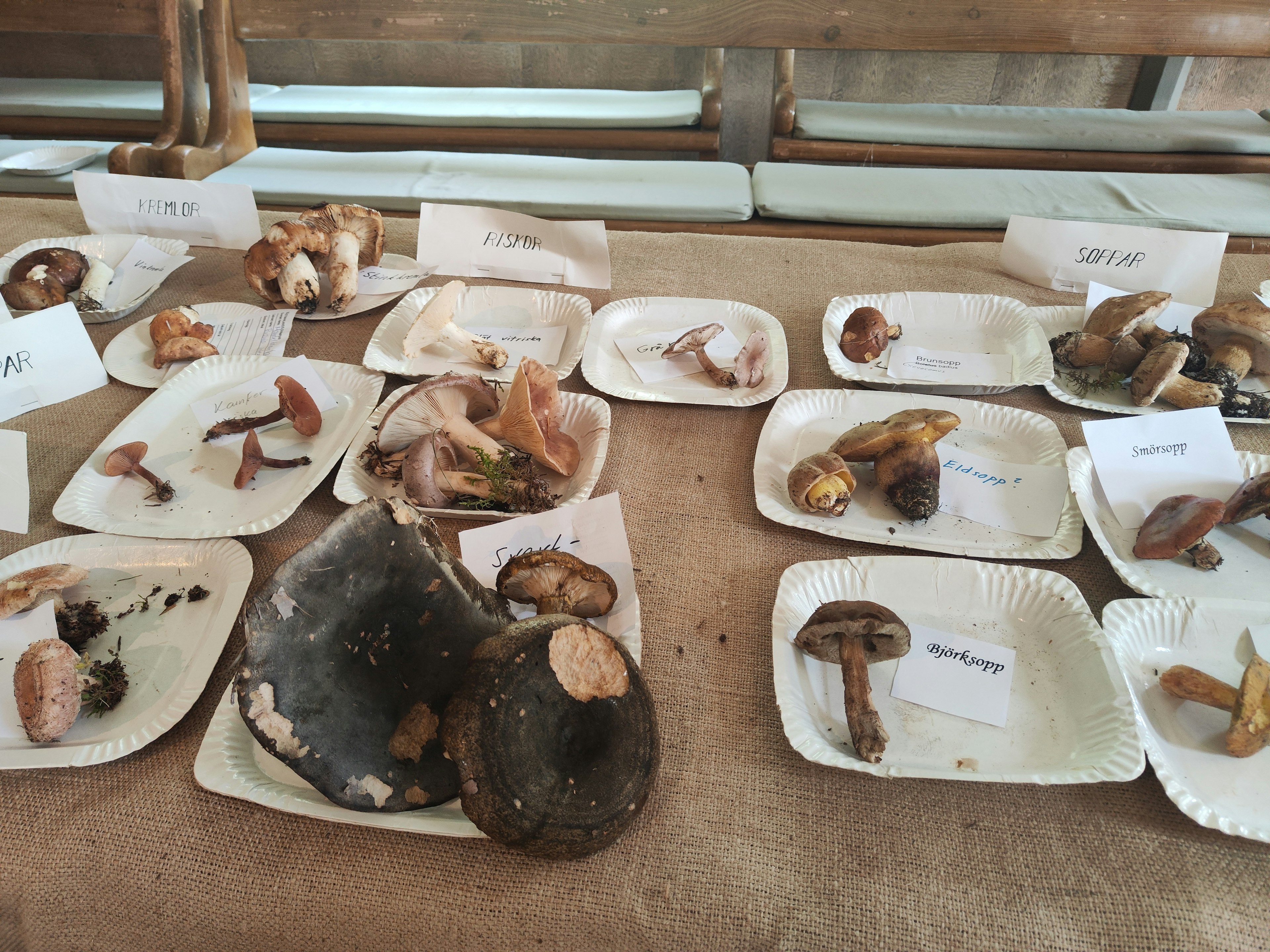 Display of various mushrooms arranged on plates