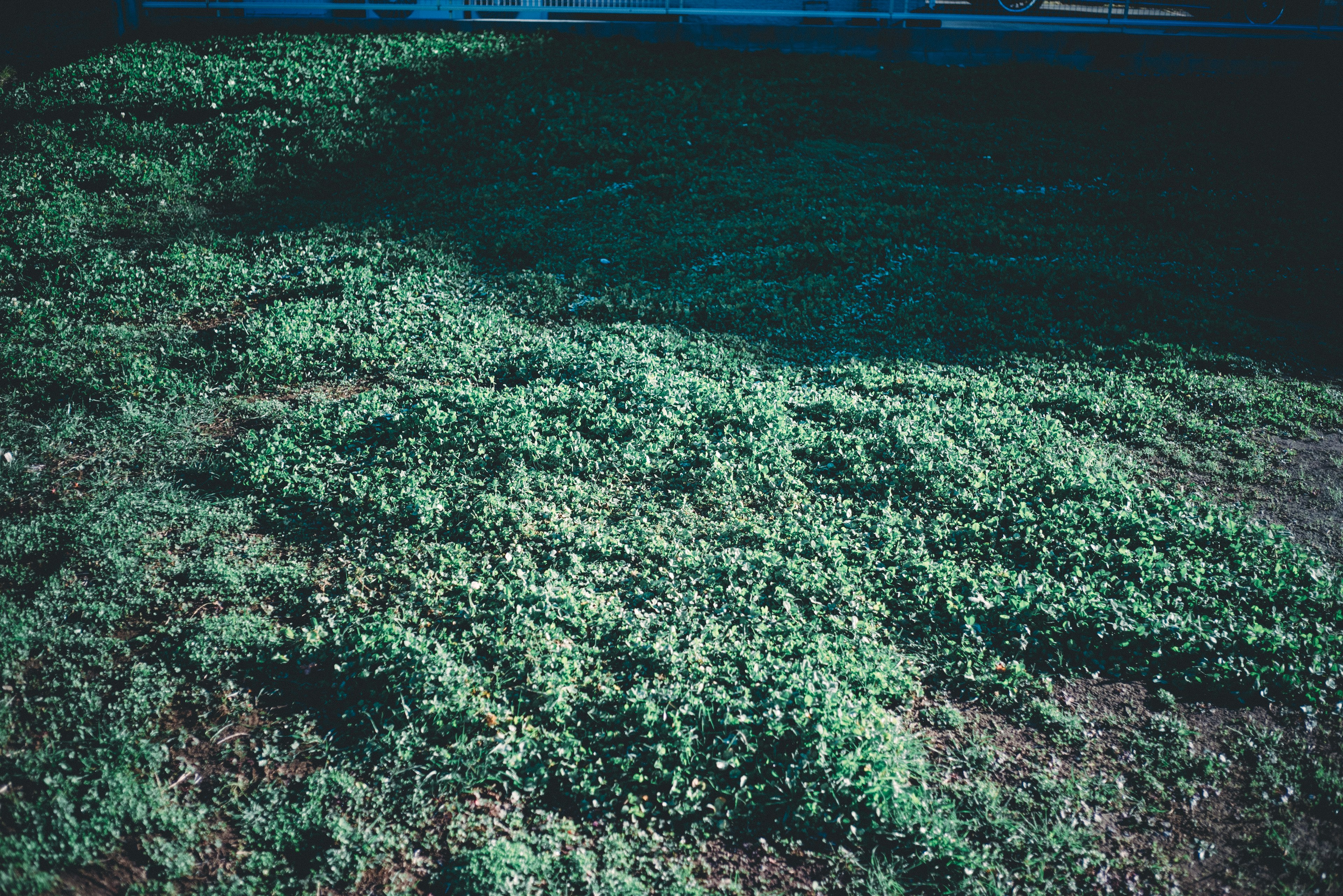 Luftaufnahme eines üppigen grünen Bodens, der mit Vegetation bedeckt ist