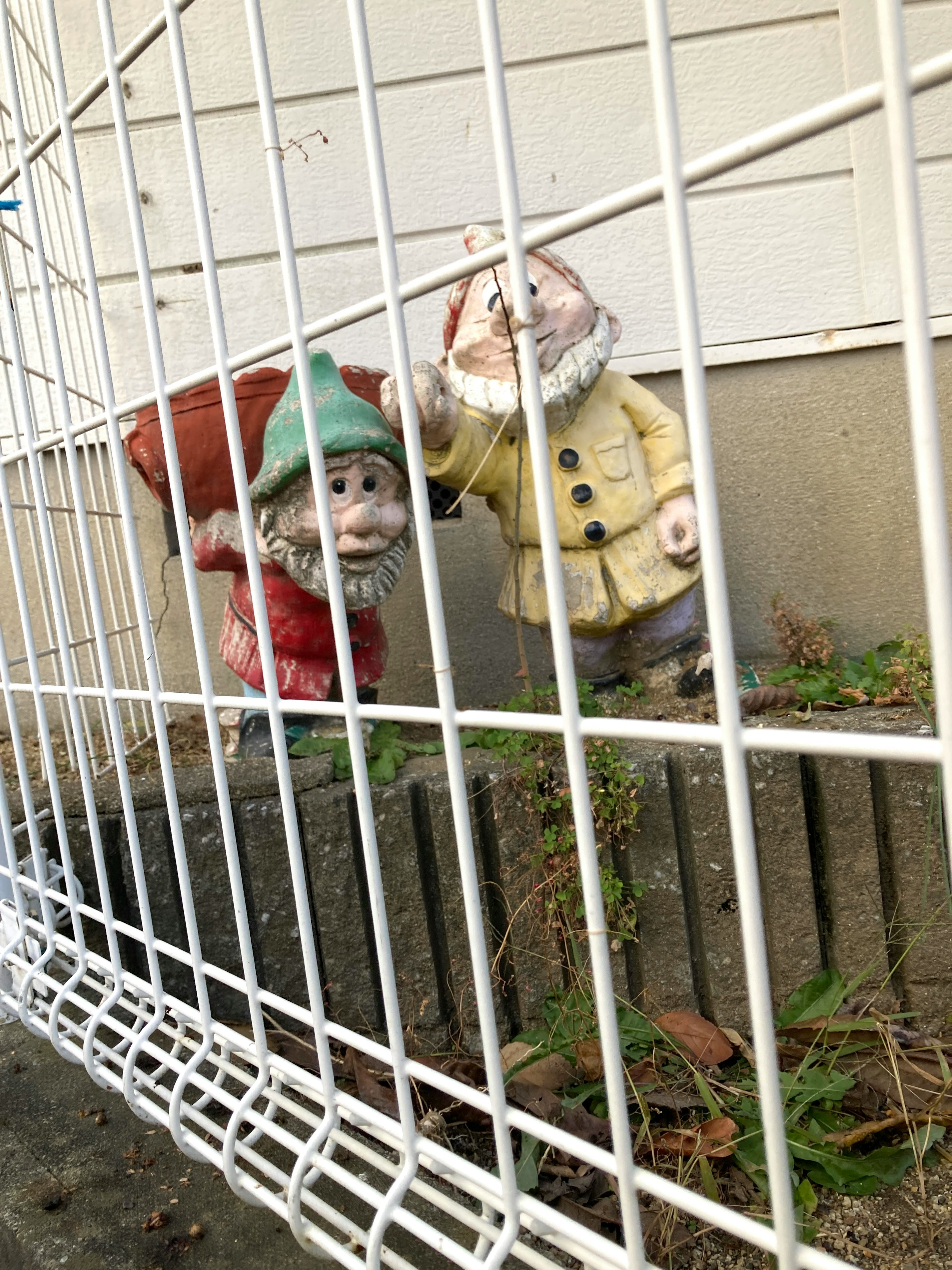 Two garden gnome statues partially hidden behind a white fence one in red and the other in yellow