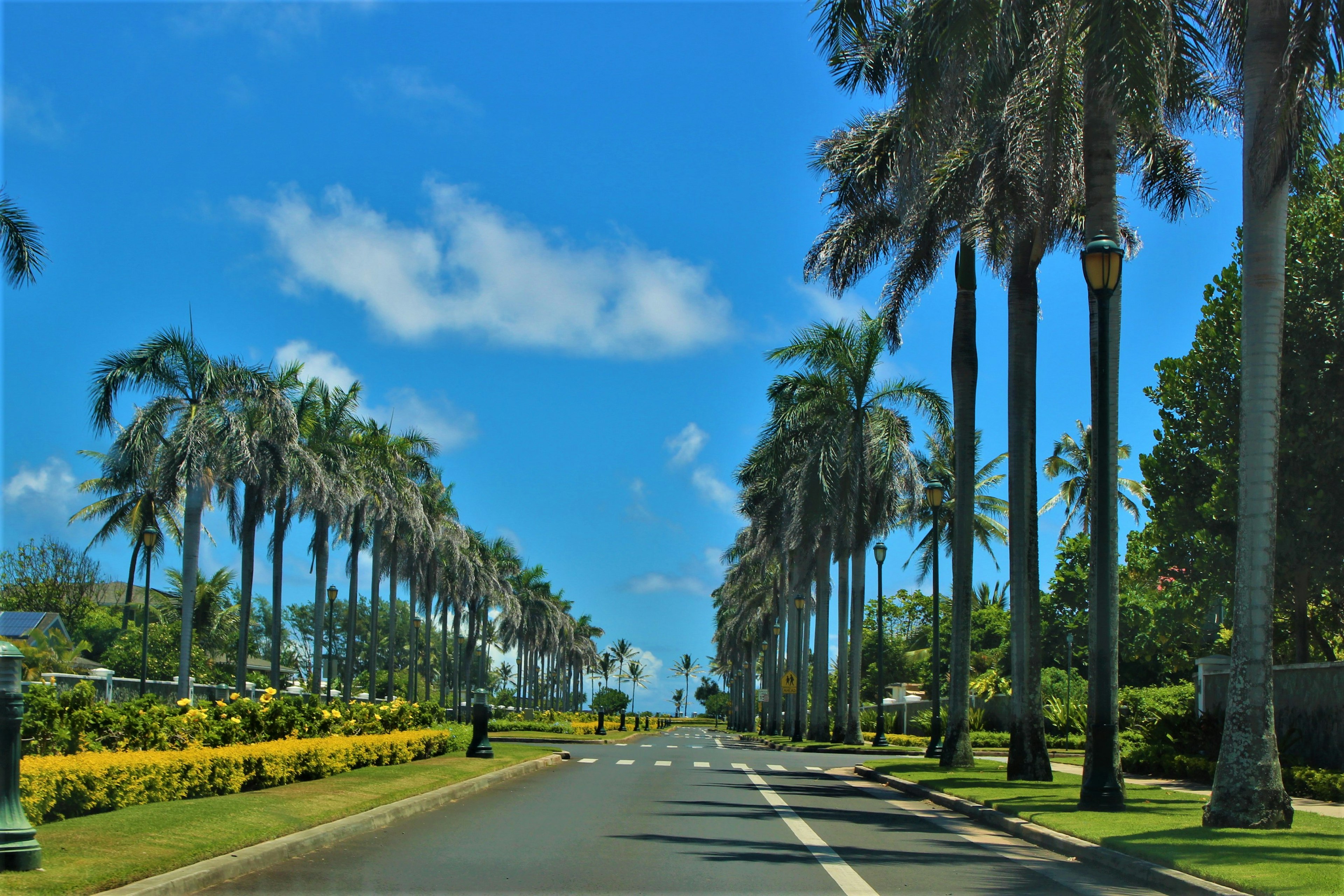 Scenic view of a palm-lined road under a clear blue sky