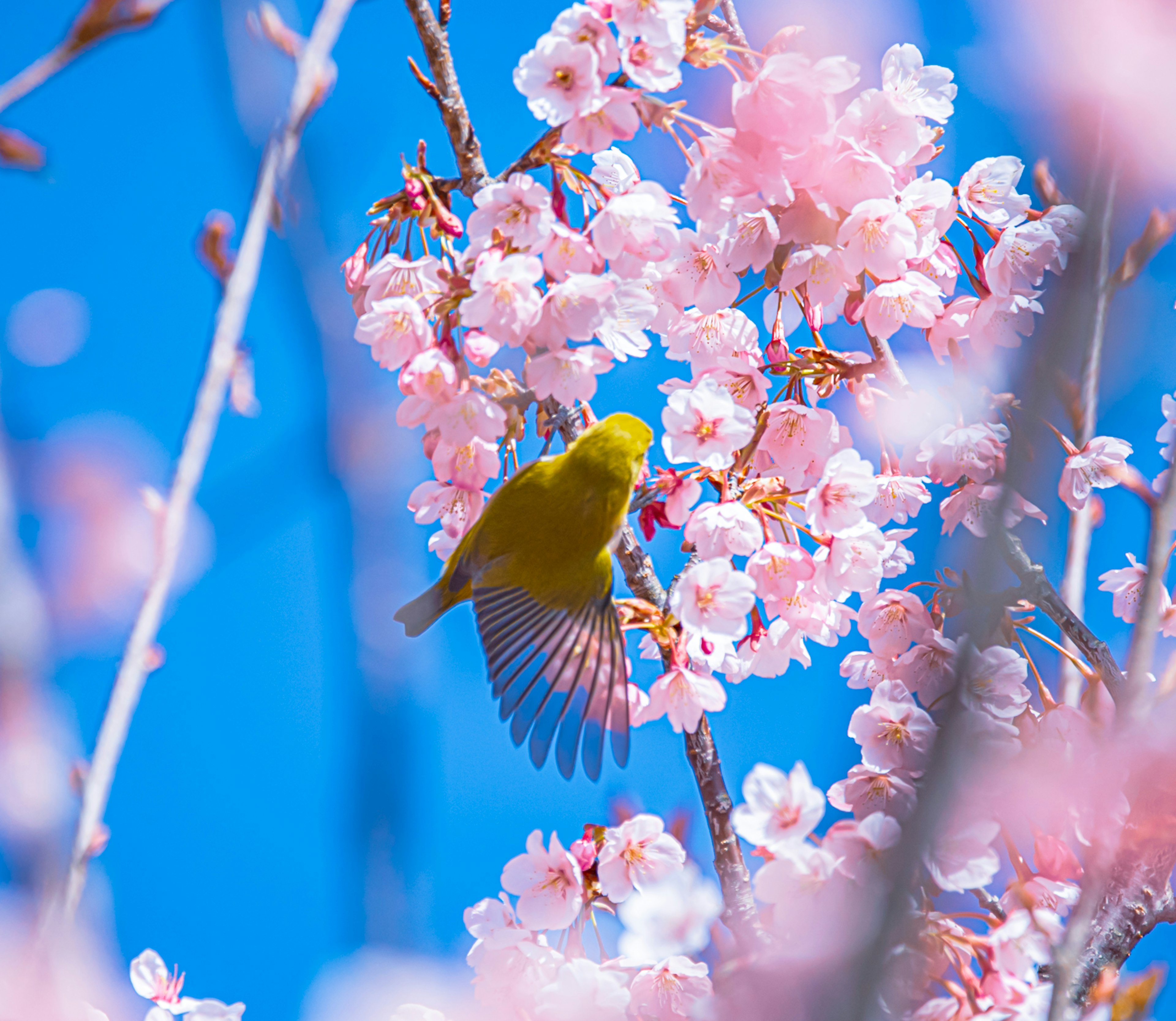 Un oiseau jaune perché sur des fleurs de cerisier roses sous un ciel bleu