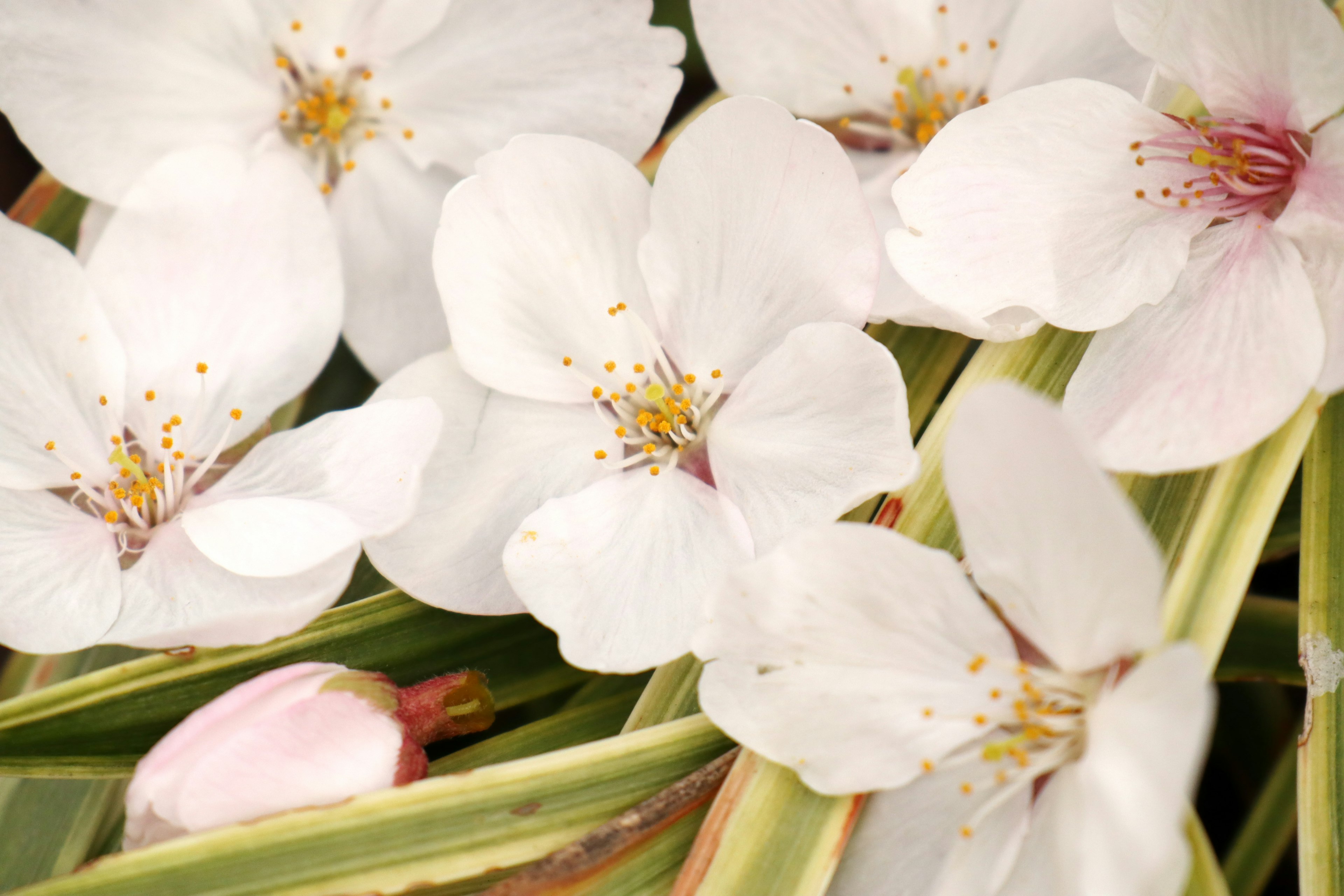 Close-up of beautiful flowers with white petals and green leaves