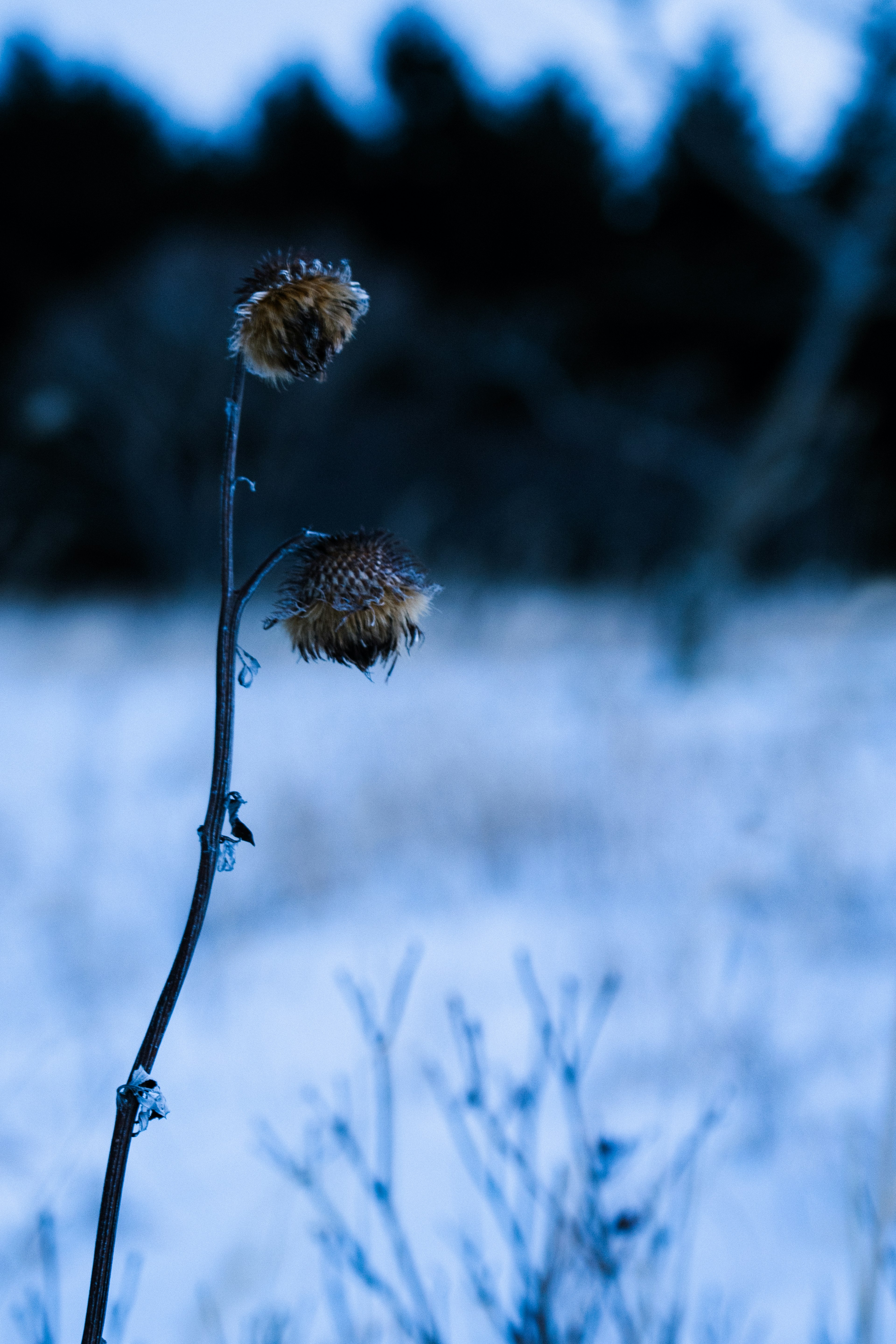 Gefrorene Pflanze in einer winterlichen Landschaft mit blauer Färbung