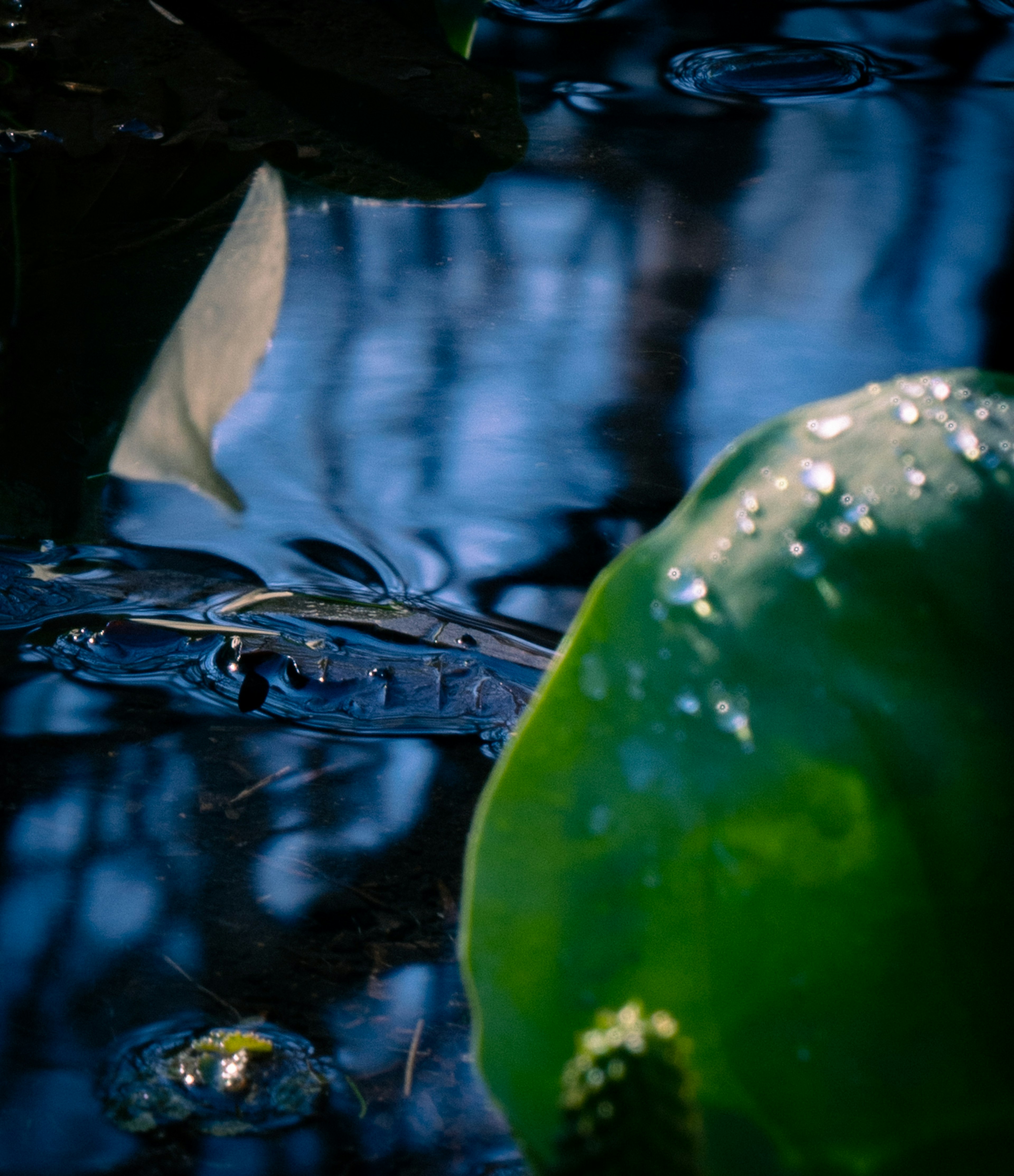 Feuille de nénuphar verte flottant sur l'eau avec de douces réflexions