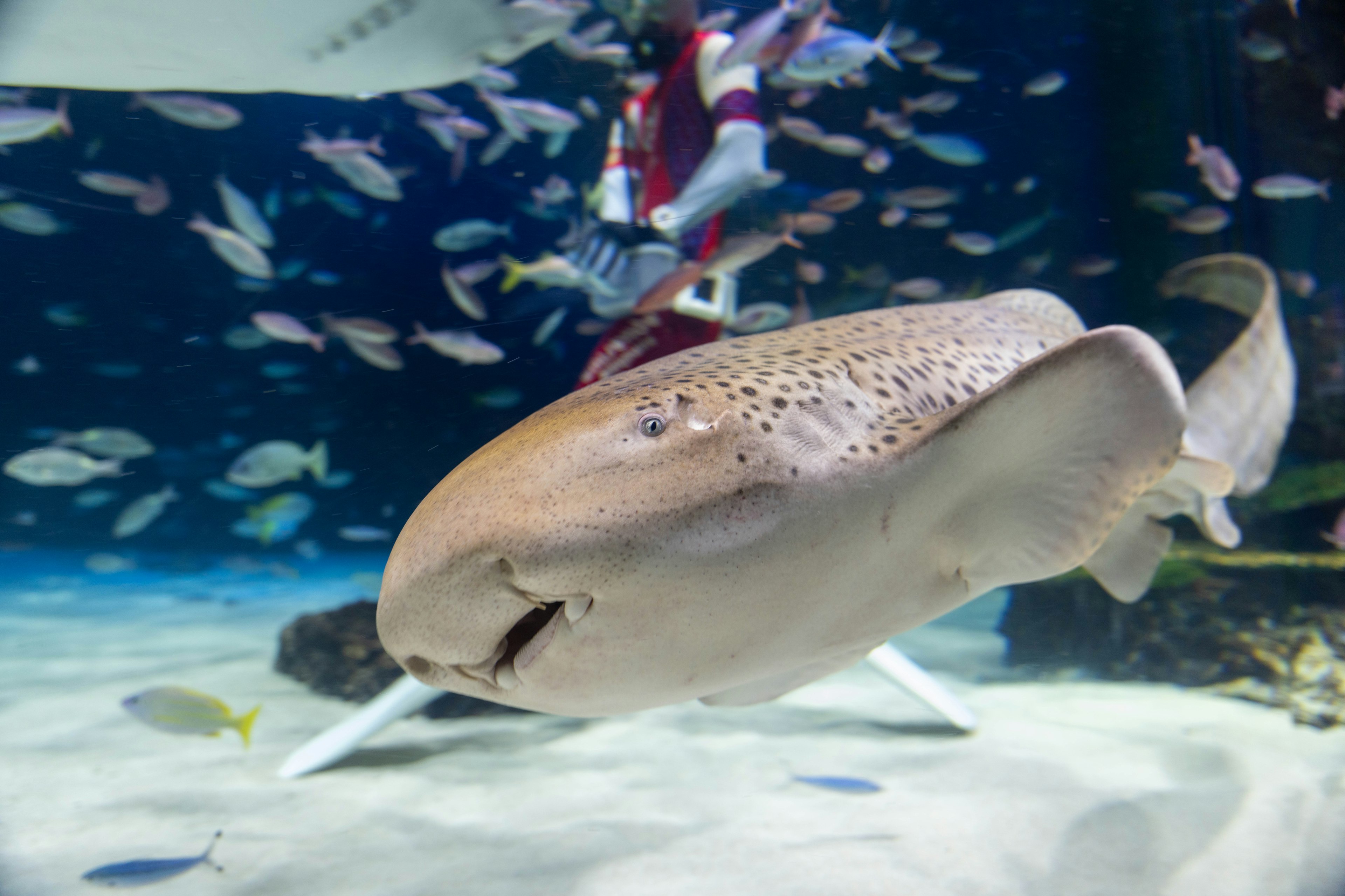 水族馆中一只游泳的豹鲨特写，背景有色彩斑斓的鱼