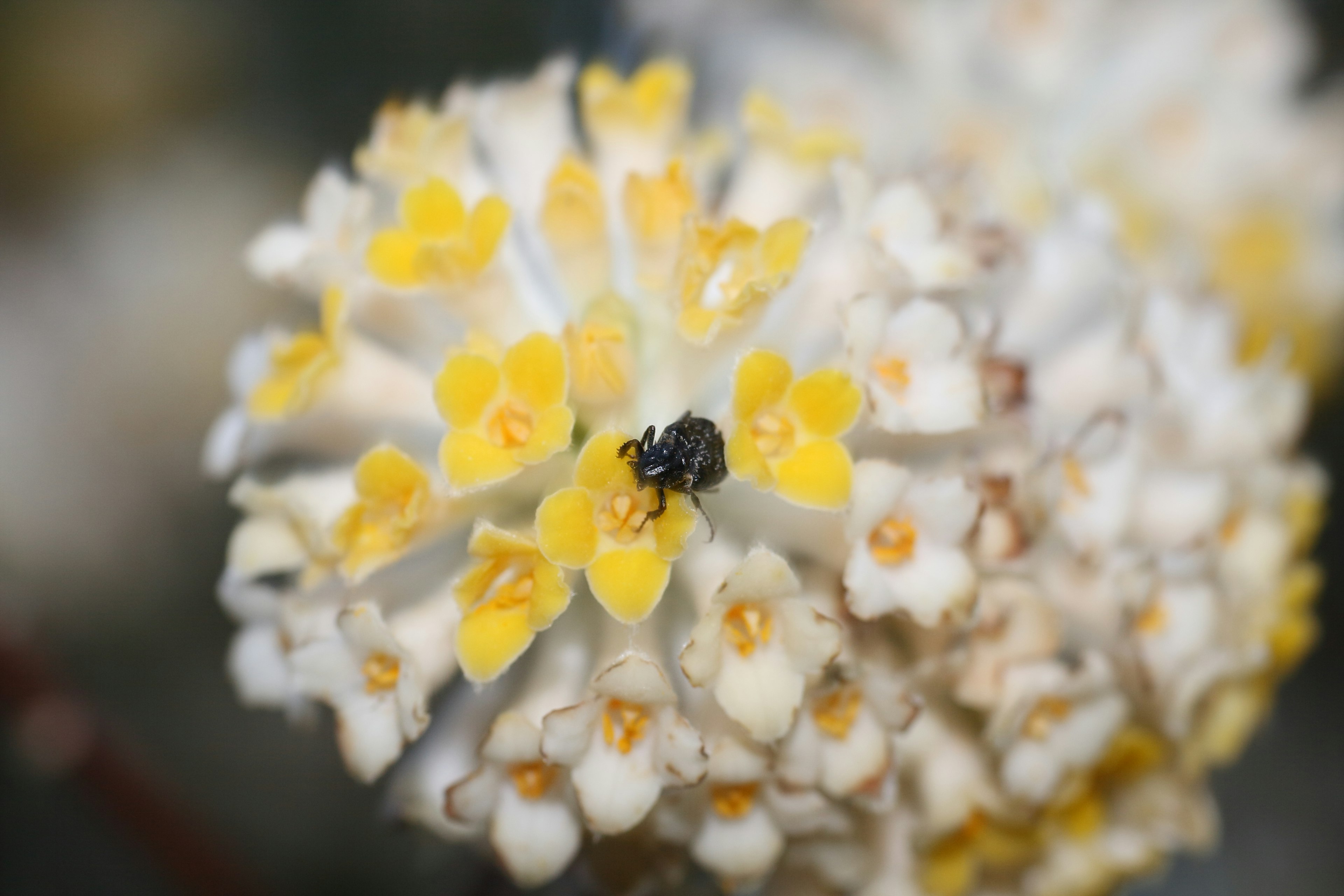 Primer plano de una flor blanca con acentos amarillos y un insecto negro descansando sobre ella