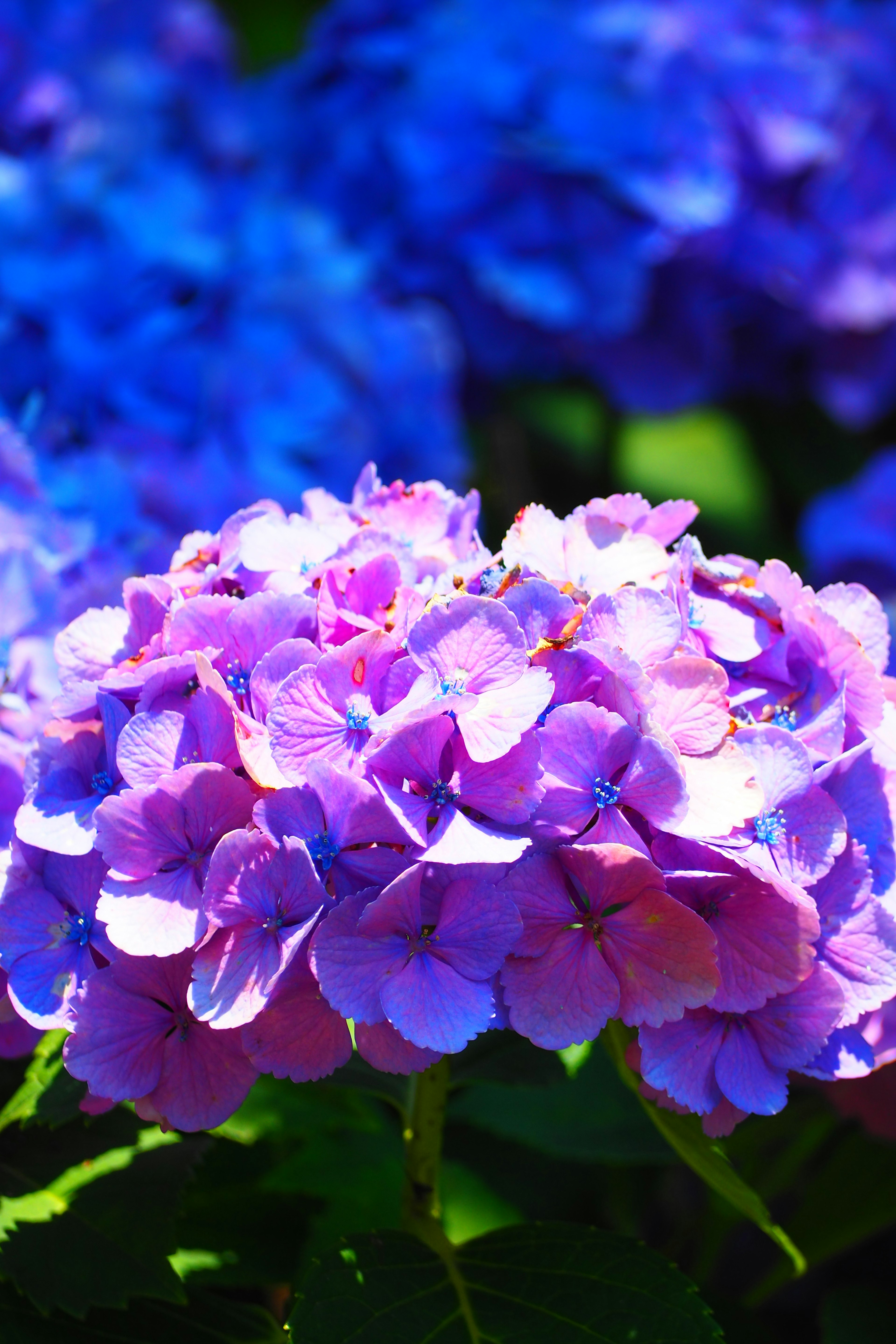 Vibrant image of blue and purple hydrangea flowers in bloom