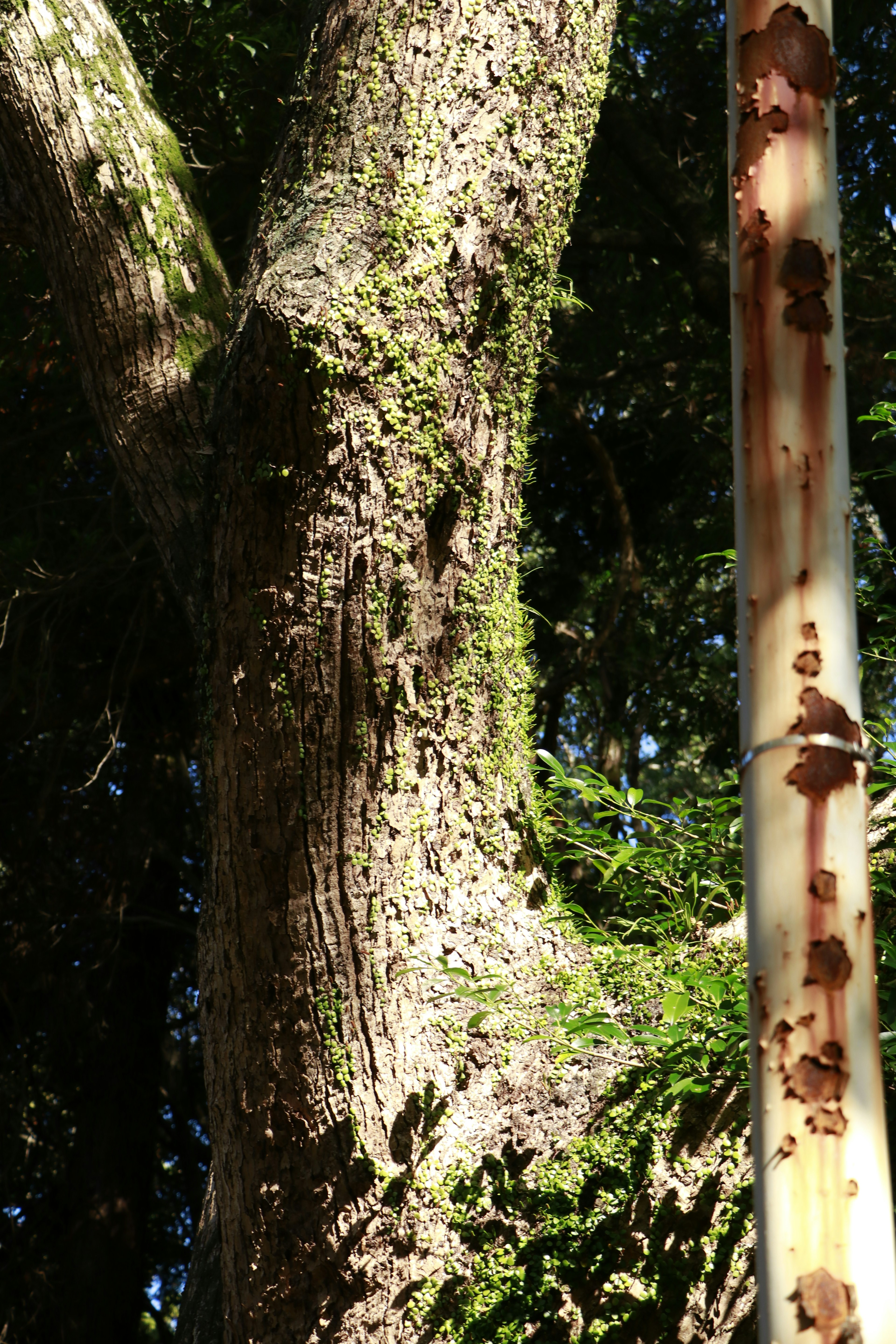 木の幹に苔が生えた様子と隣に錆びた金属の柱がある風景