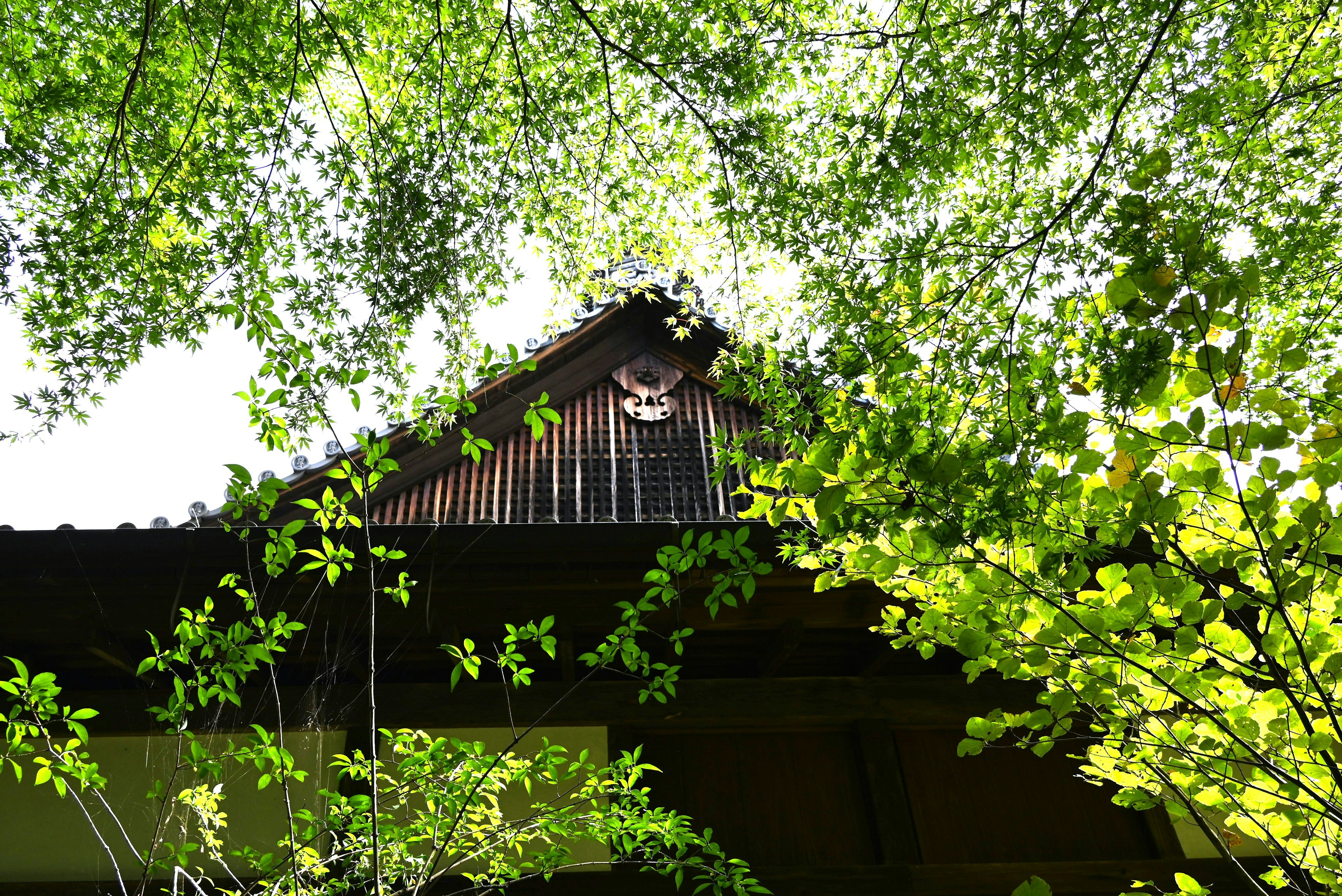 Traditional Japanese house roof surrounded by green leaves