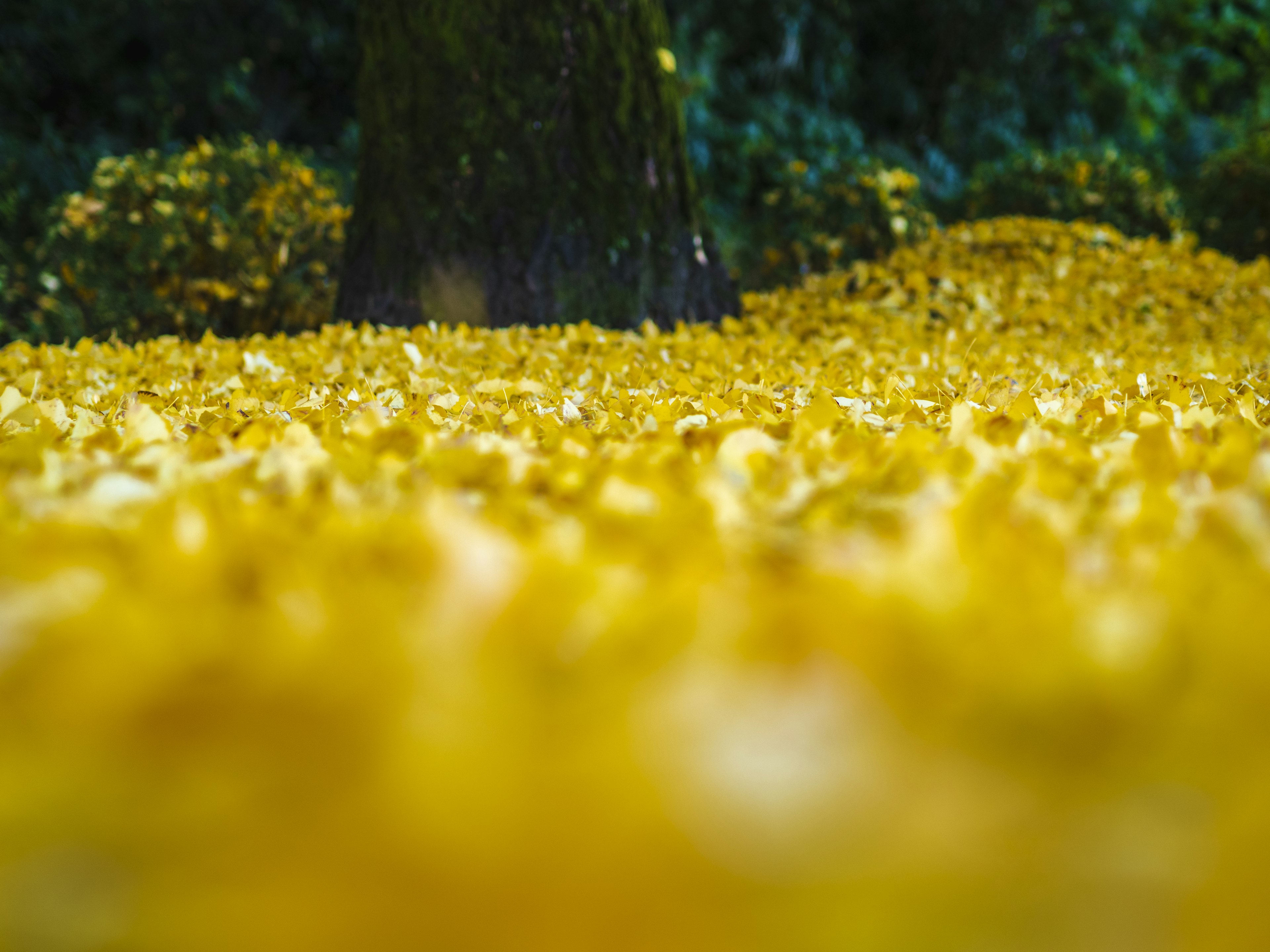 Gros plan du sol recouvert de pétales jaunes et du tronc d'arbre