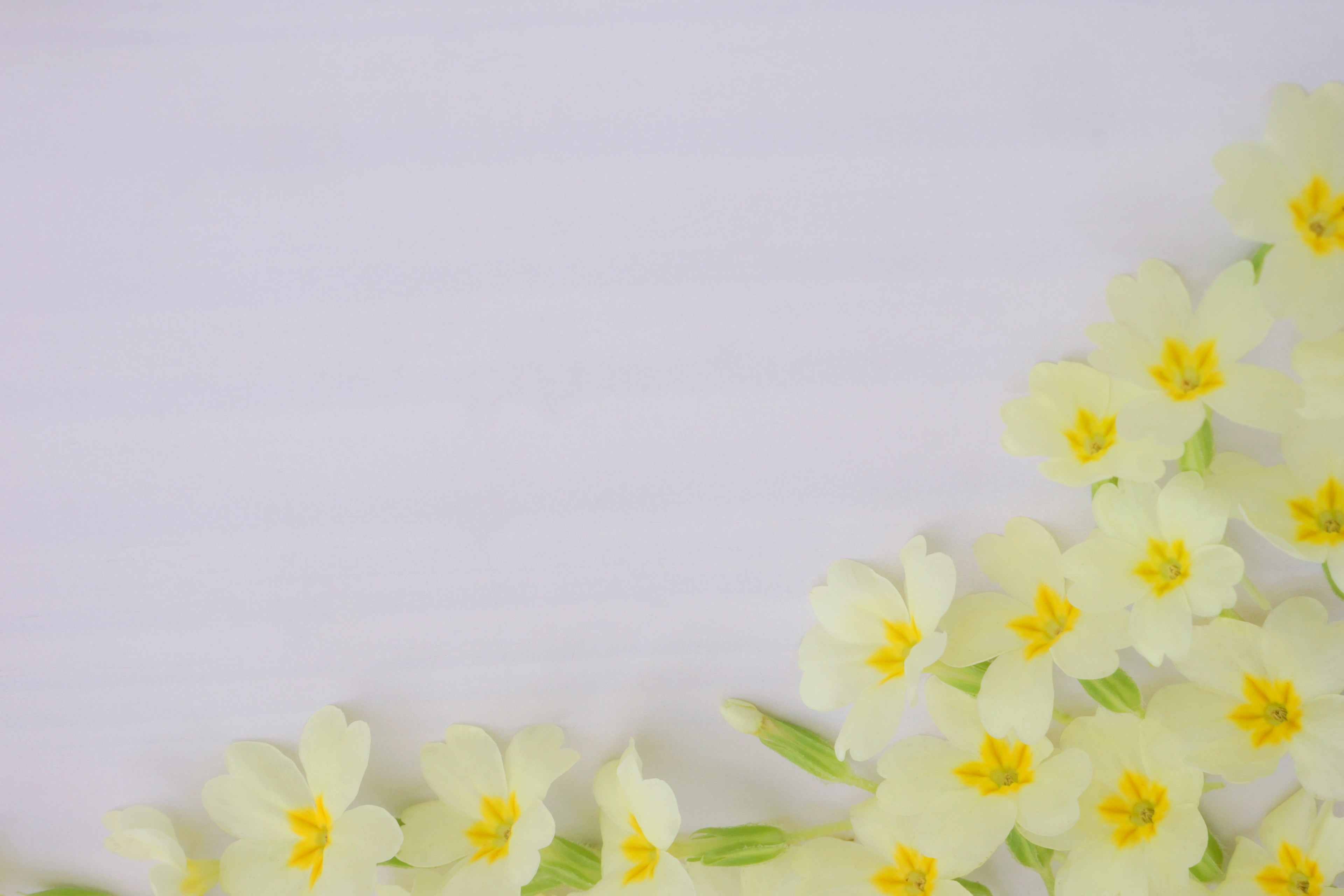 Immagine con fiori gialli sparsi su uno sfondo bianco