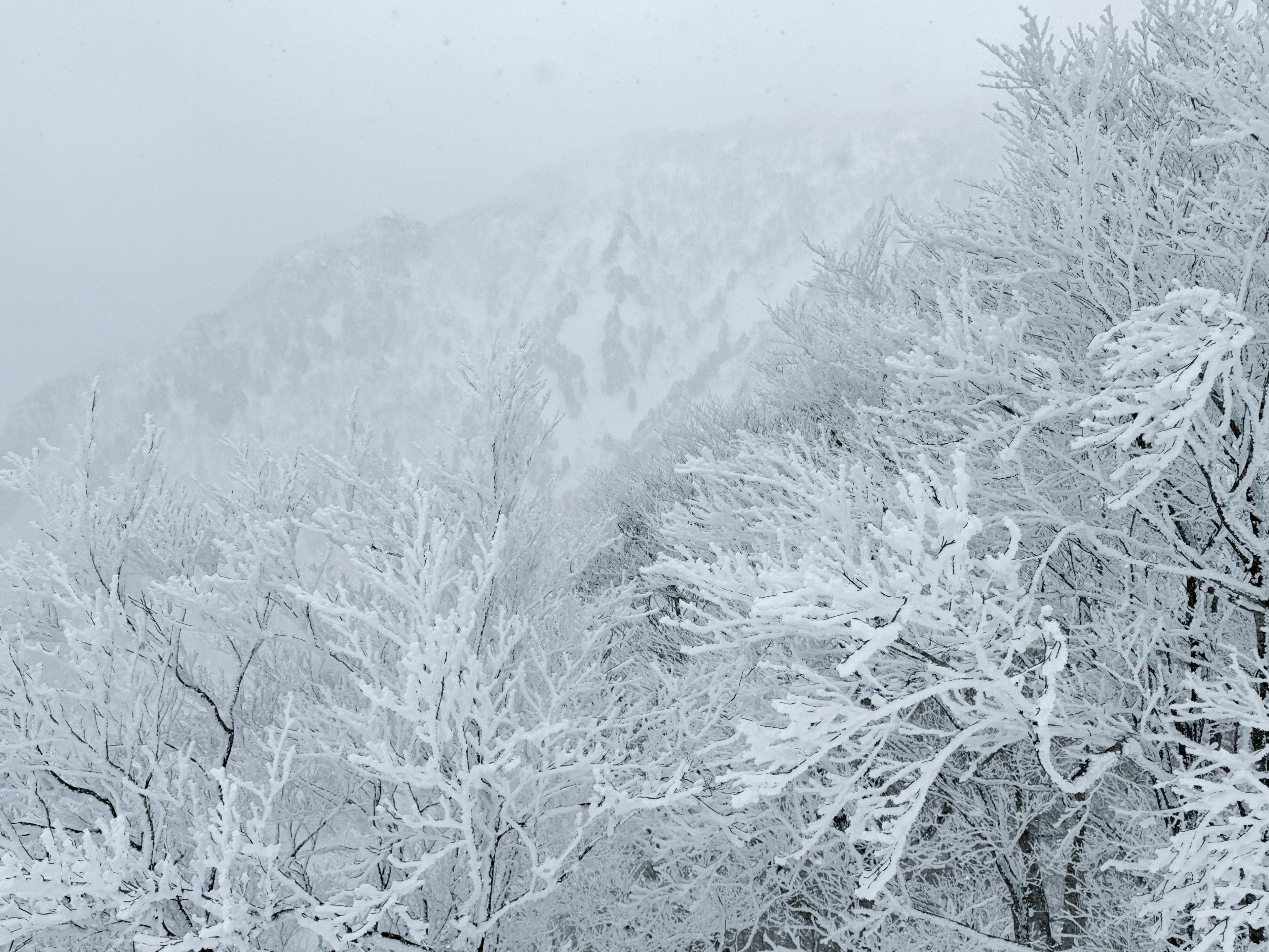 Alberi coperti di neve e montagne avvolte nella nebbia