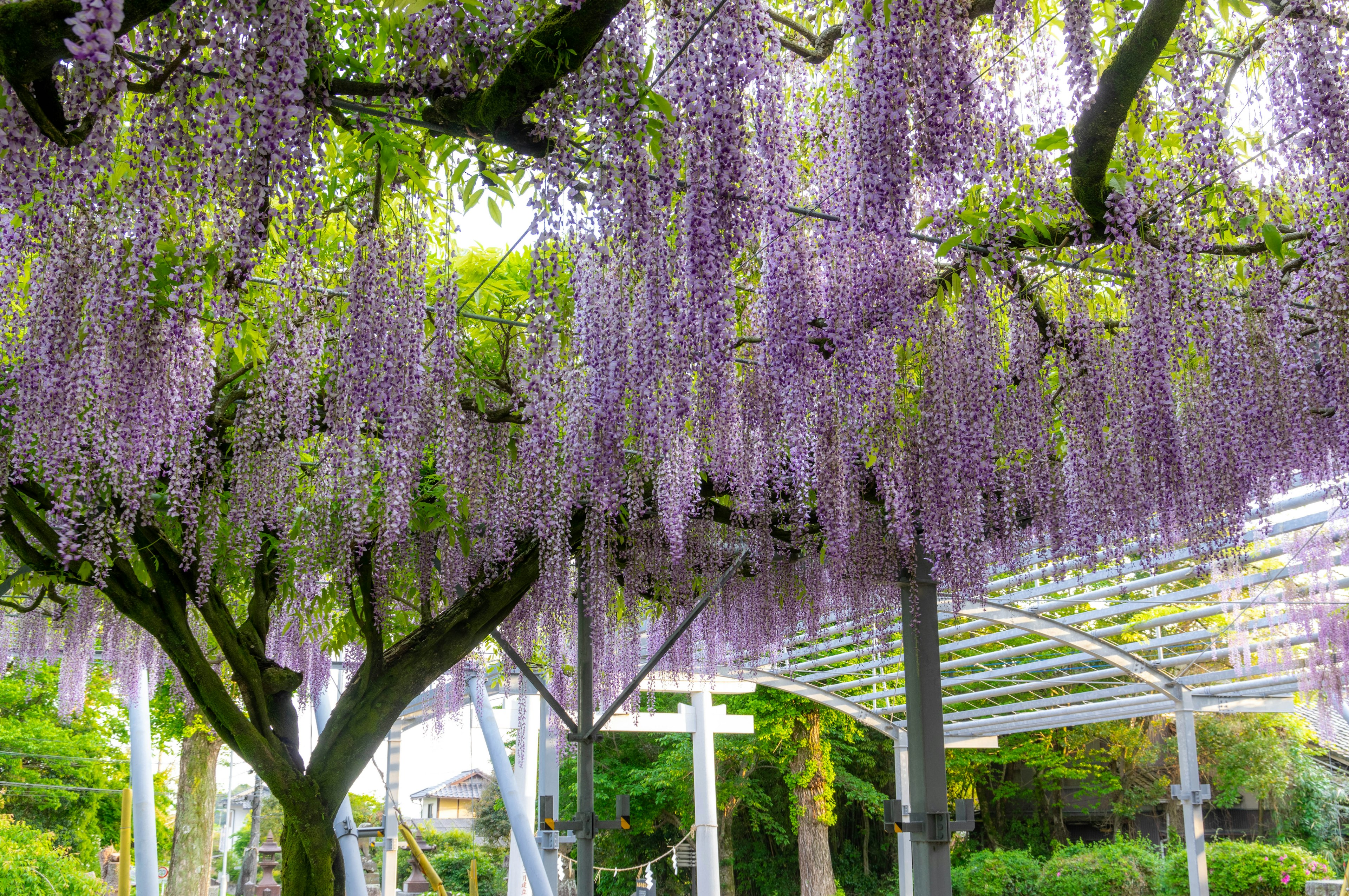 Schöne Aussicht auf Bäume mit herabhängenden lila Glyzinienblüten