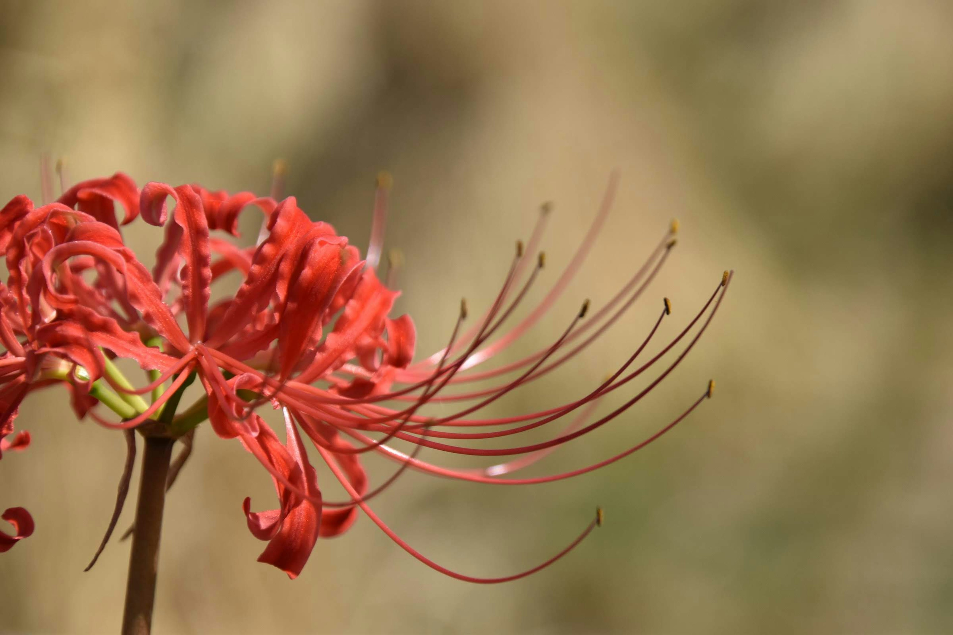 Close-up of red spider lily petals and long stamens