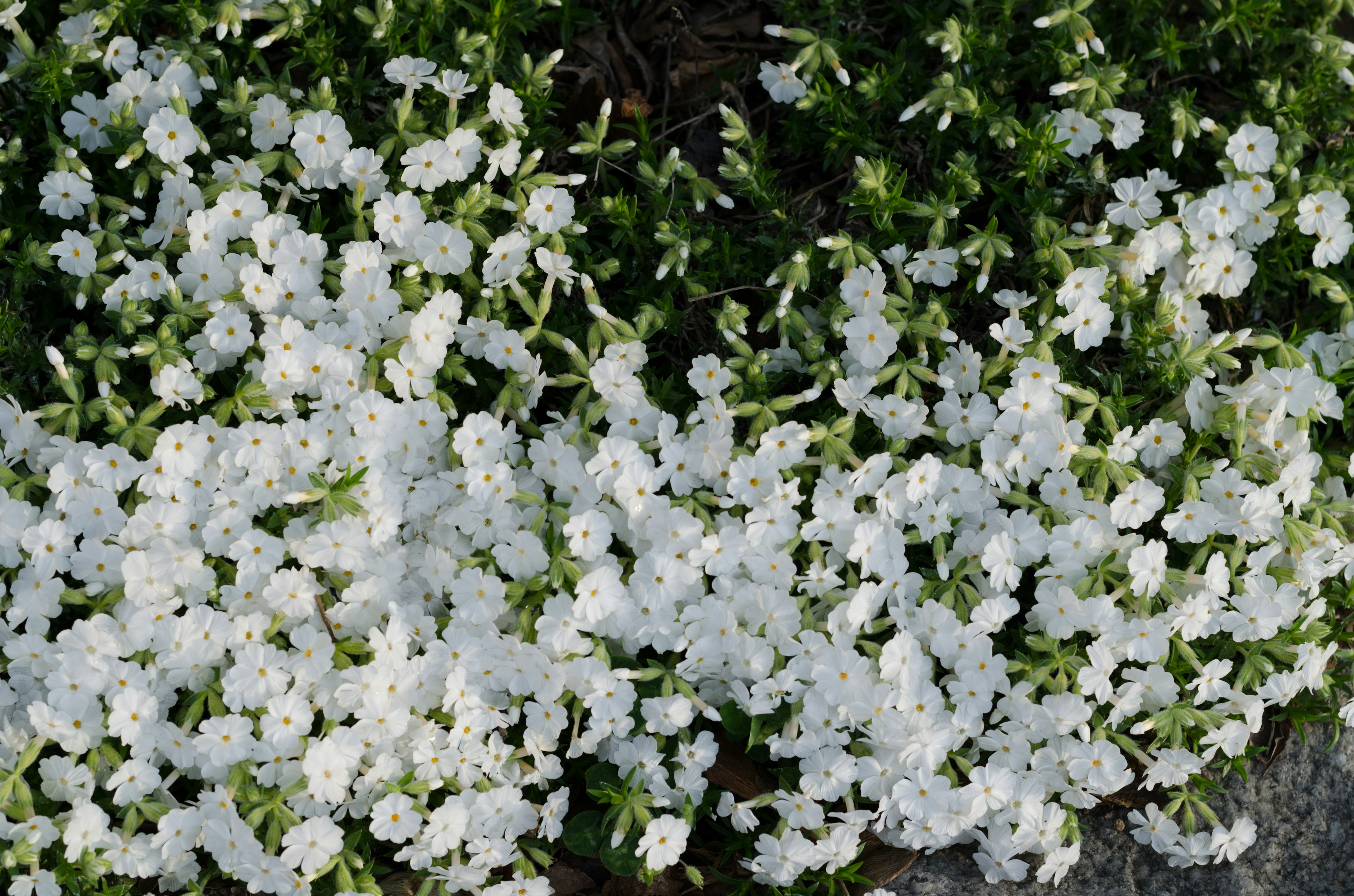 Eine dichte Anzeige von blühenden weißen Blumen