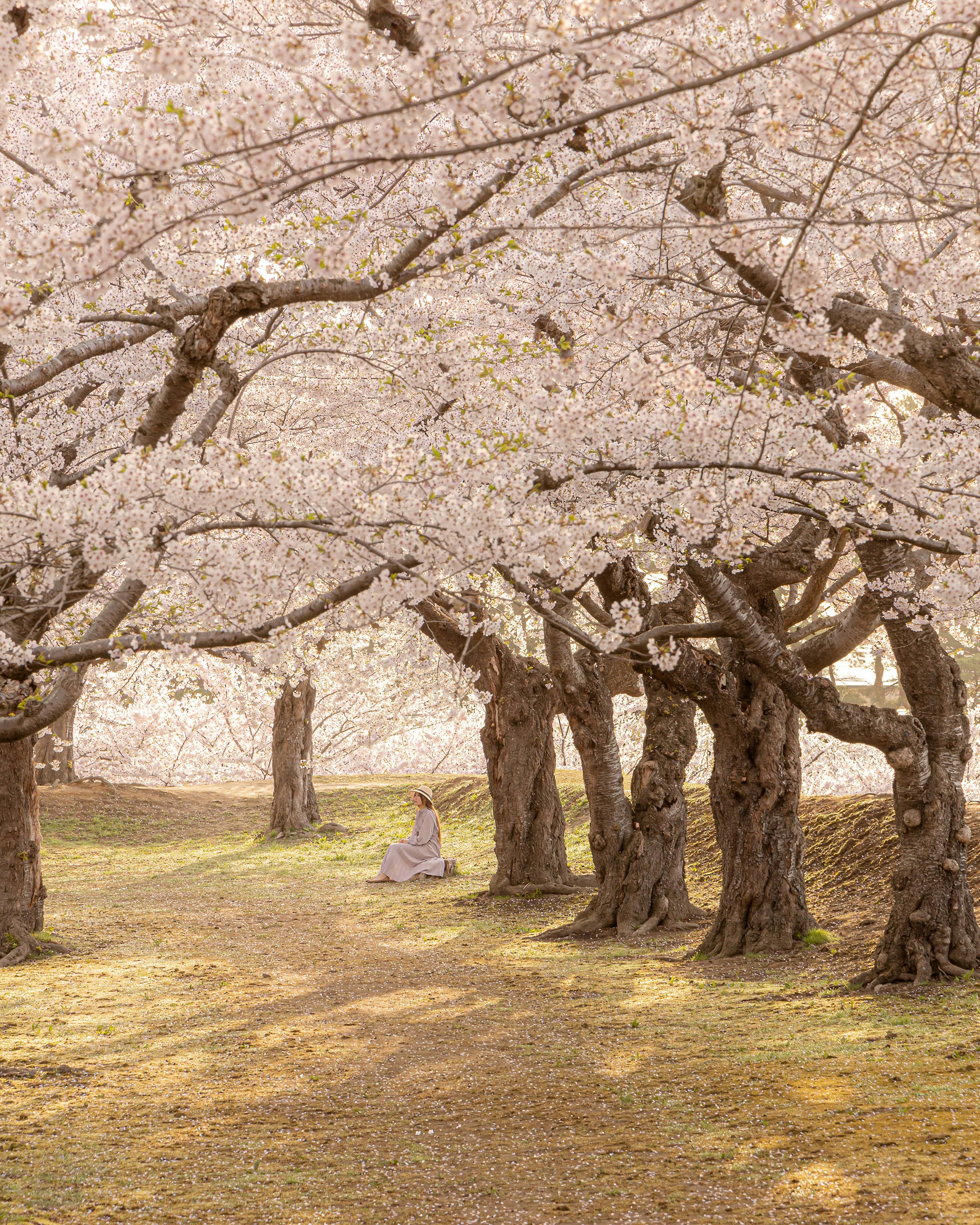 A person sitting on a path lined with cherry blossom trees