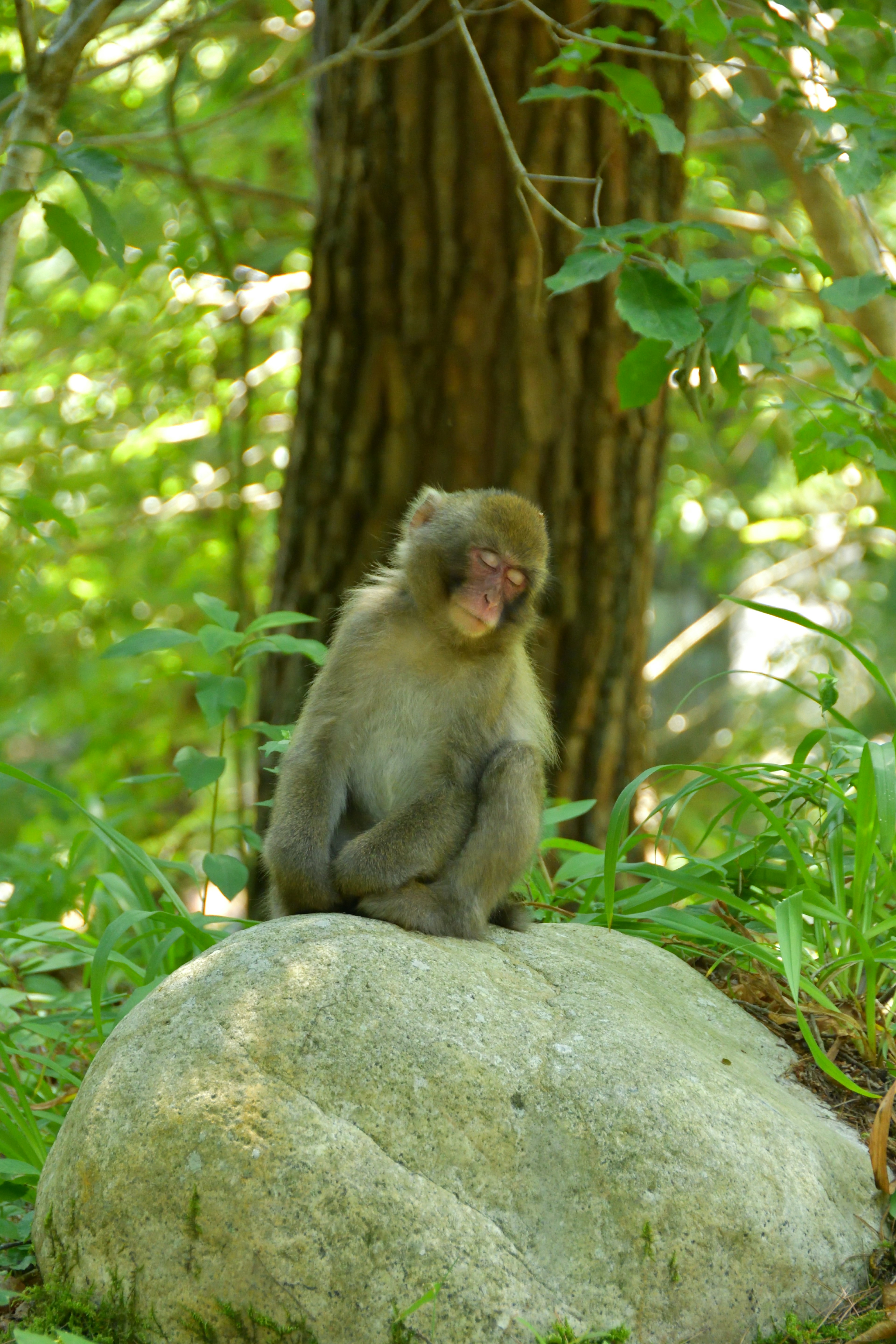 A monkey sitting on a rock surrounded by greenery in a forest