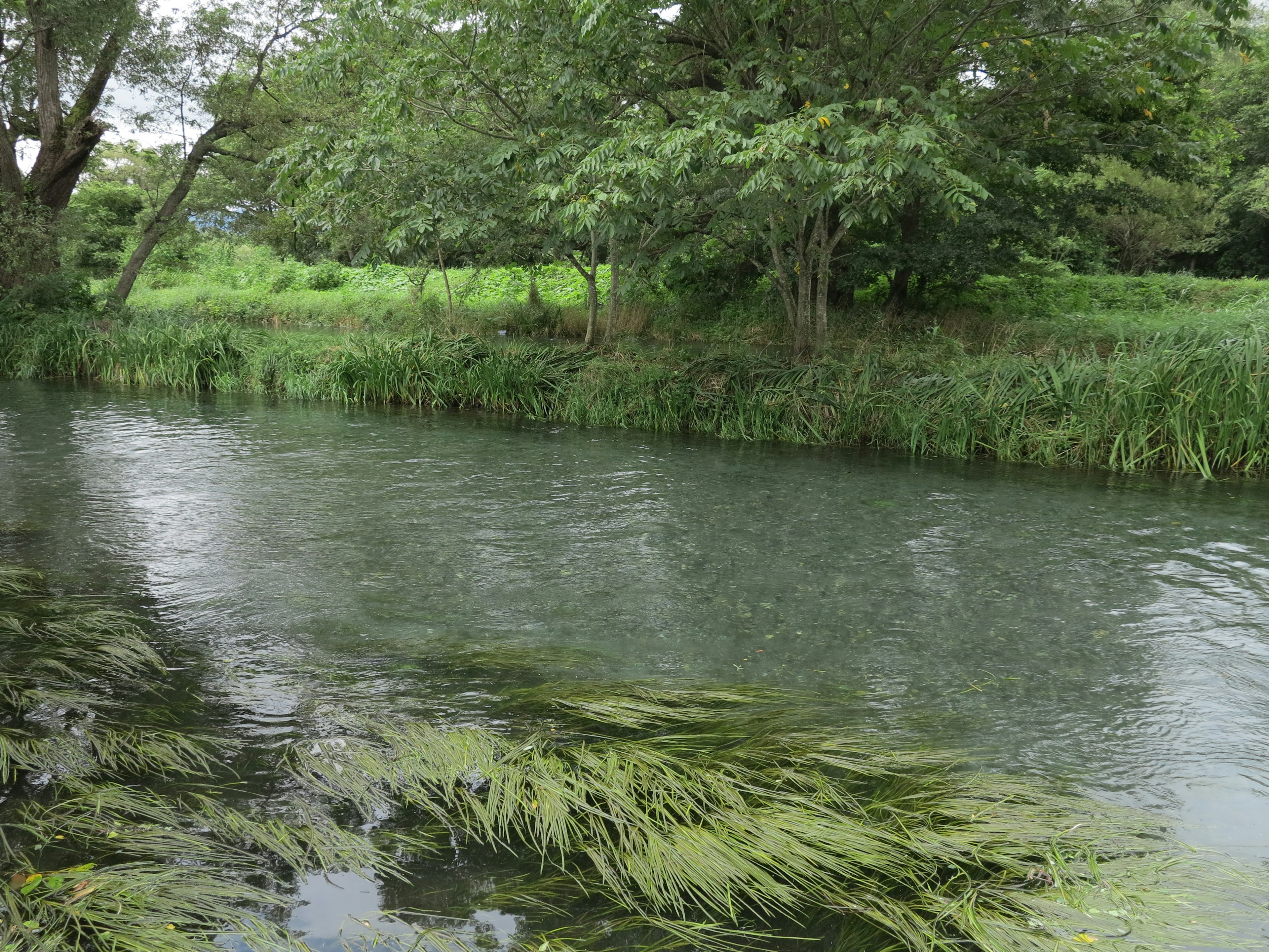 Un río tranquilo con bancos verdes y exuberantes