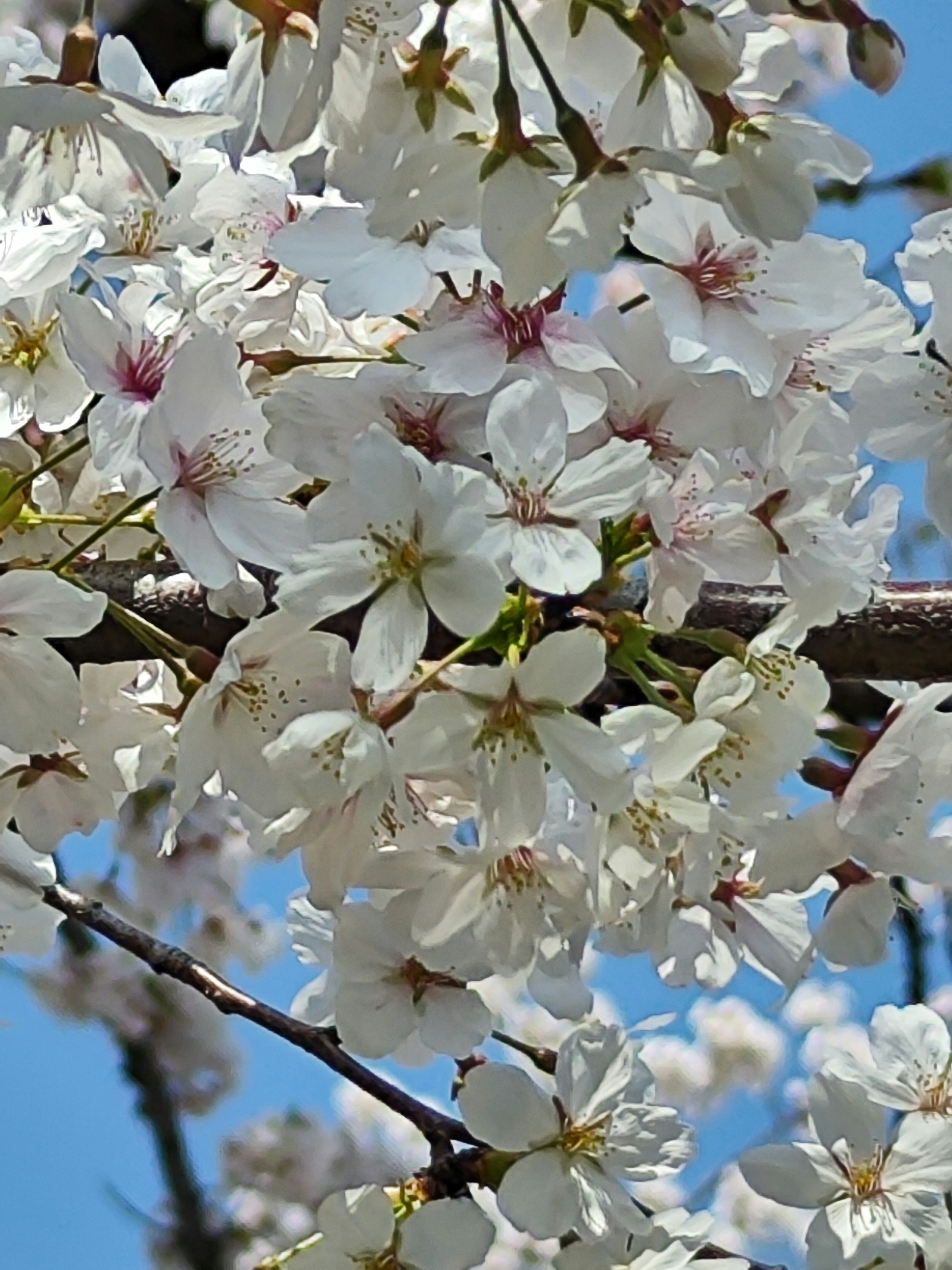 Acercamiento de flores de cerezo blancas en una rama contra un cielo azul