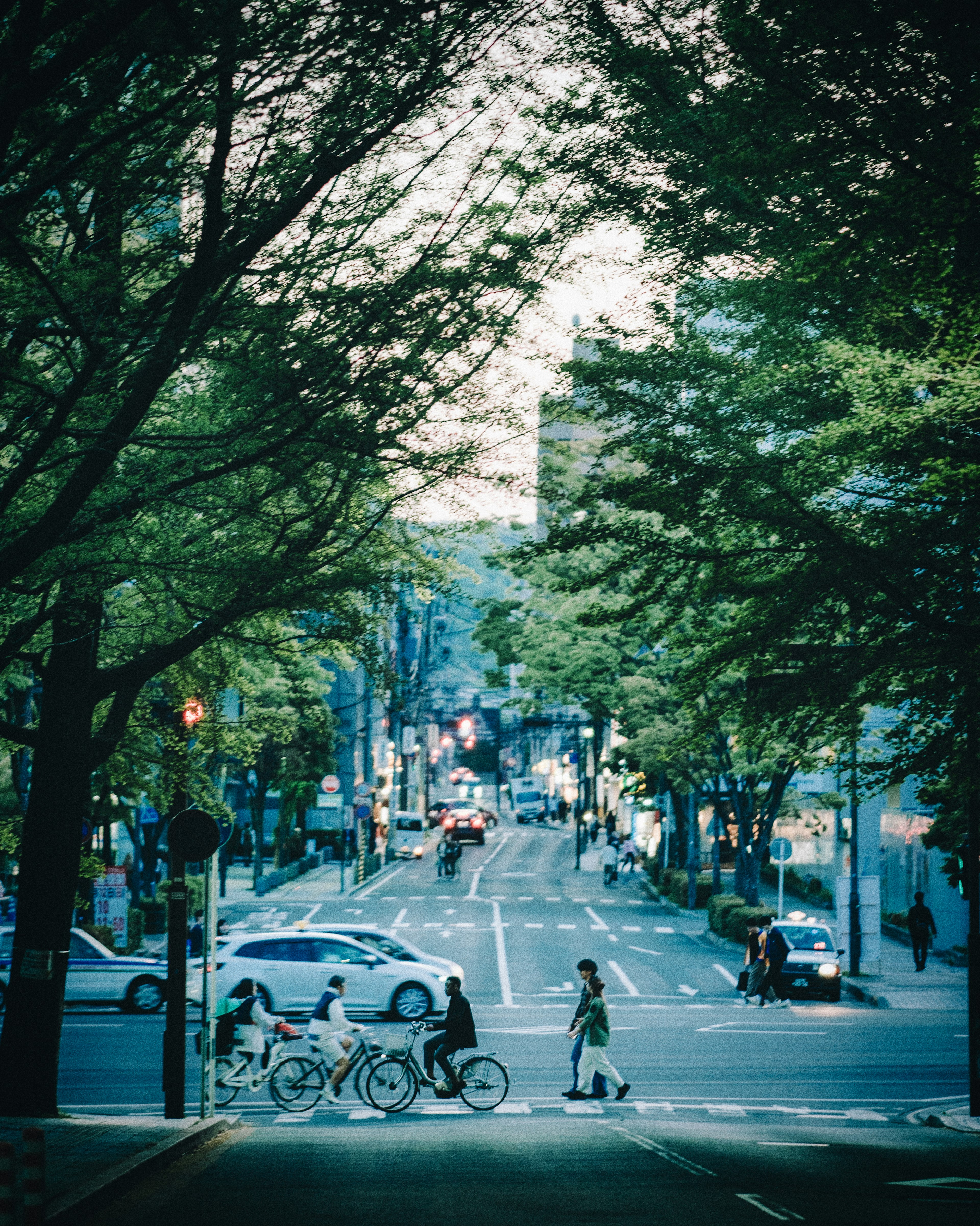 Une rue calme entourée d'arbres verts avec des cyclistes et des piétons traversant un carrefour