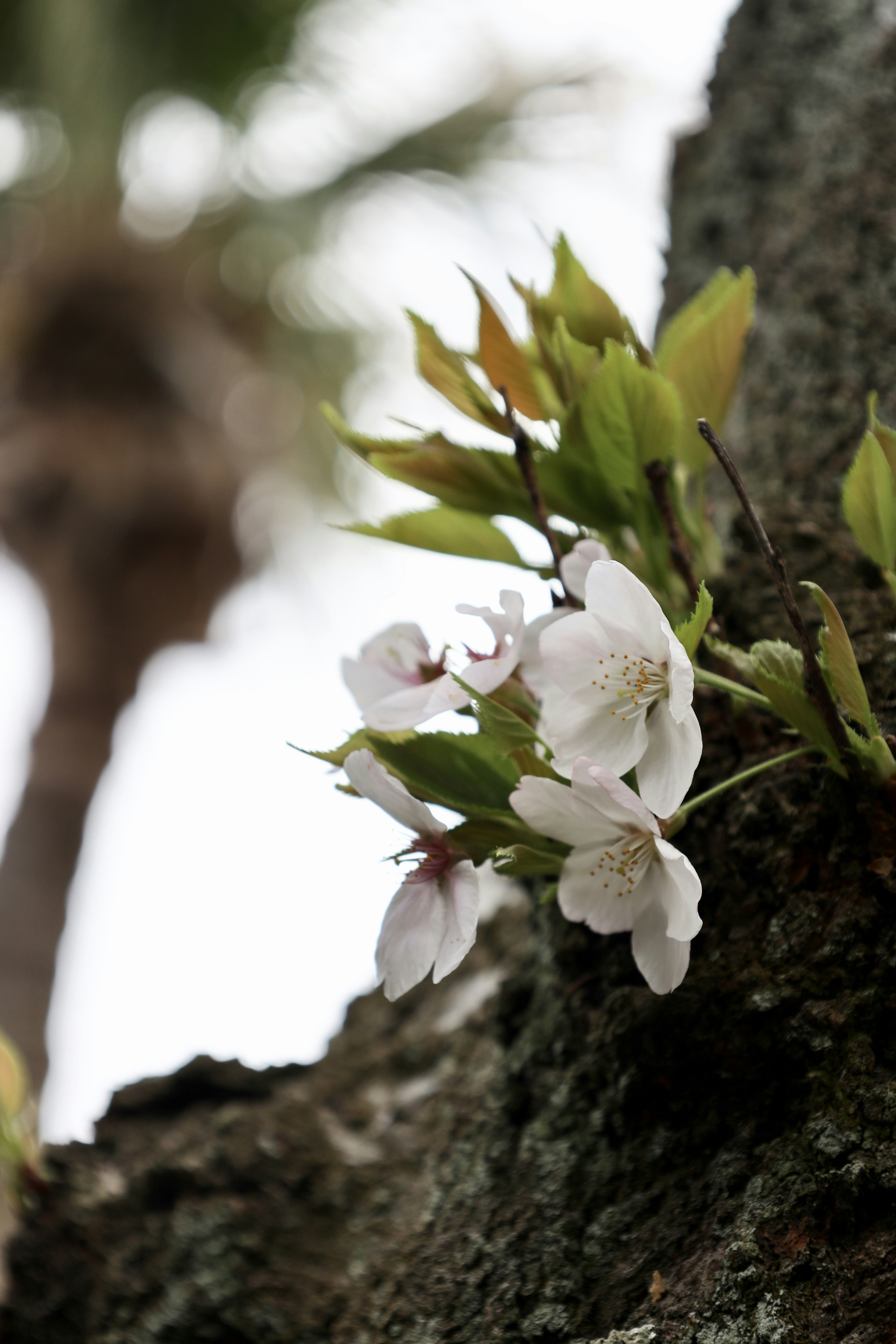 Flores de cerezo floreciendo en un tronco de árbol