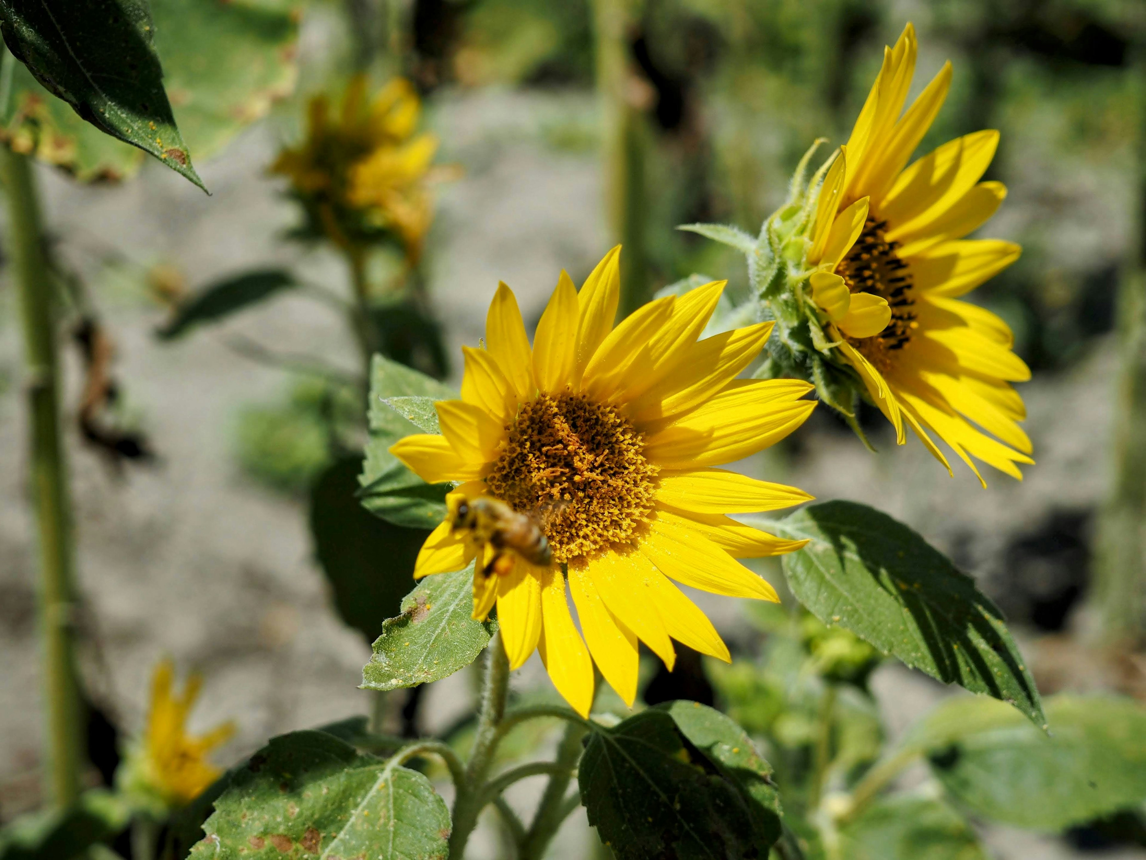 Gros plan de tournesols vibrants dans un champ de fleurs