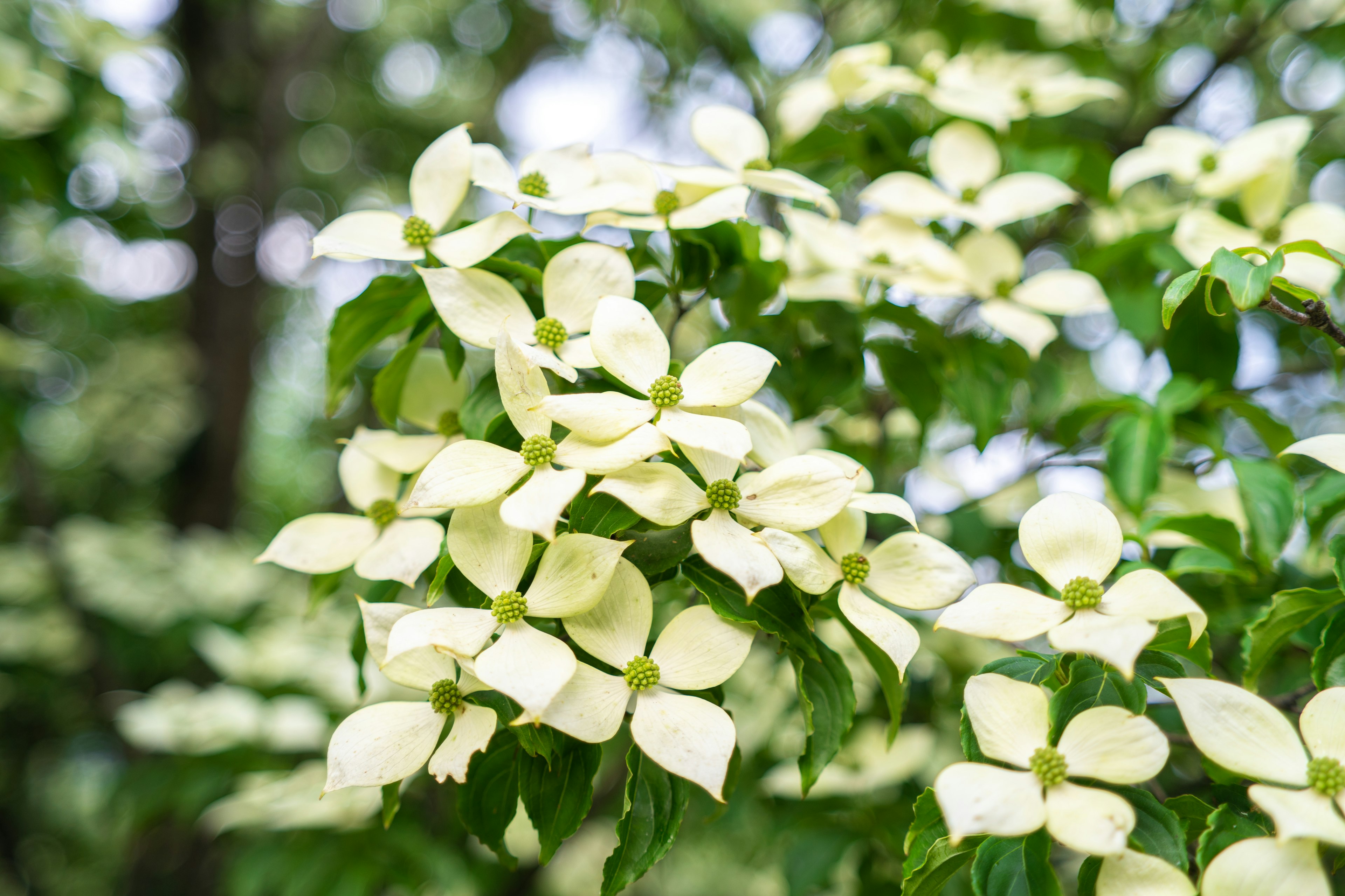 Close-up of branches with white flowers on a tree