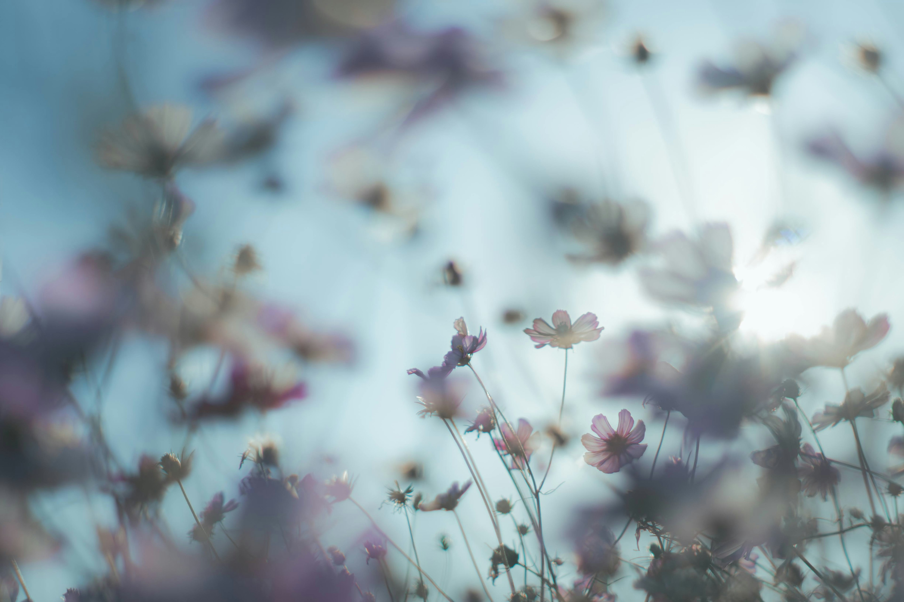 Fiori colorati a fuoco morbido su uno sfondo sfocato