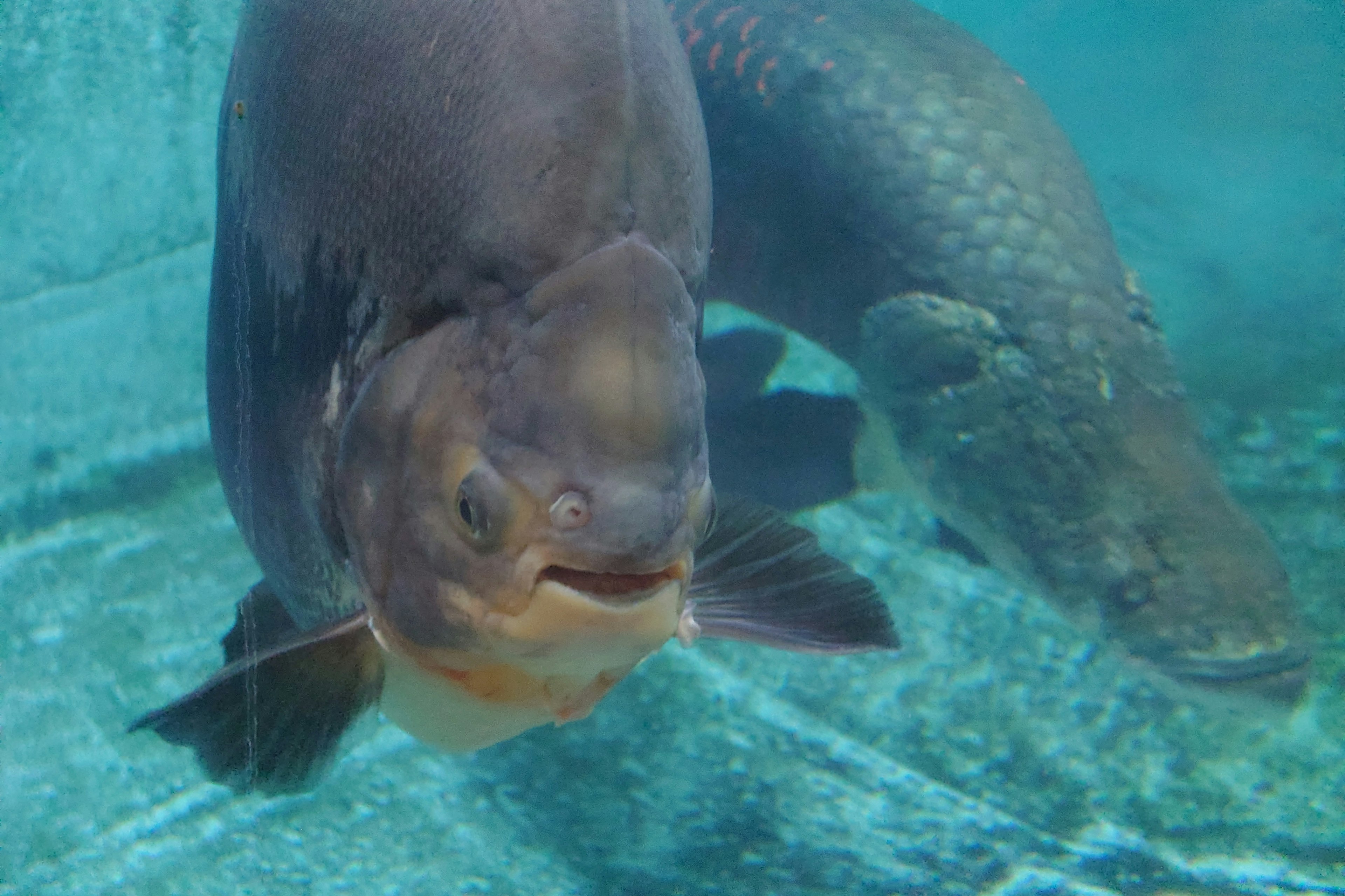 在清澈藍色水中游動的大魚