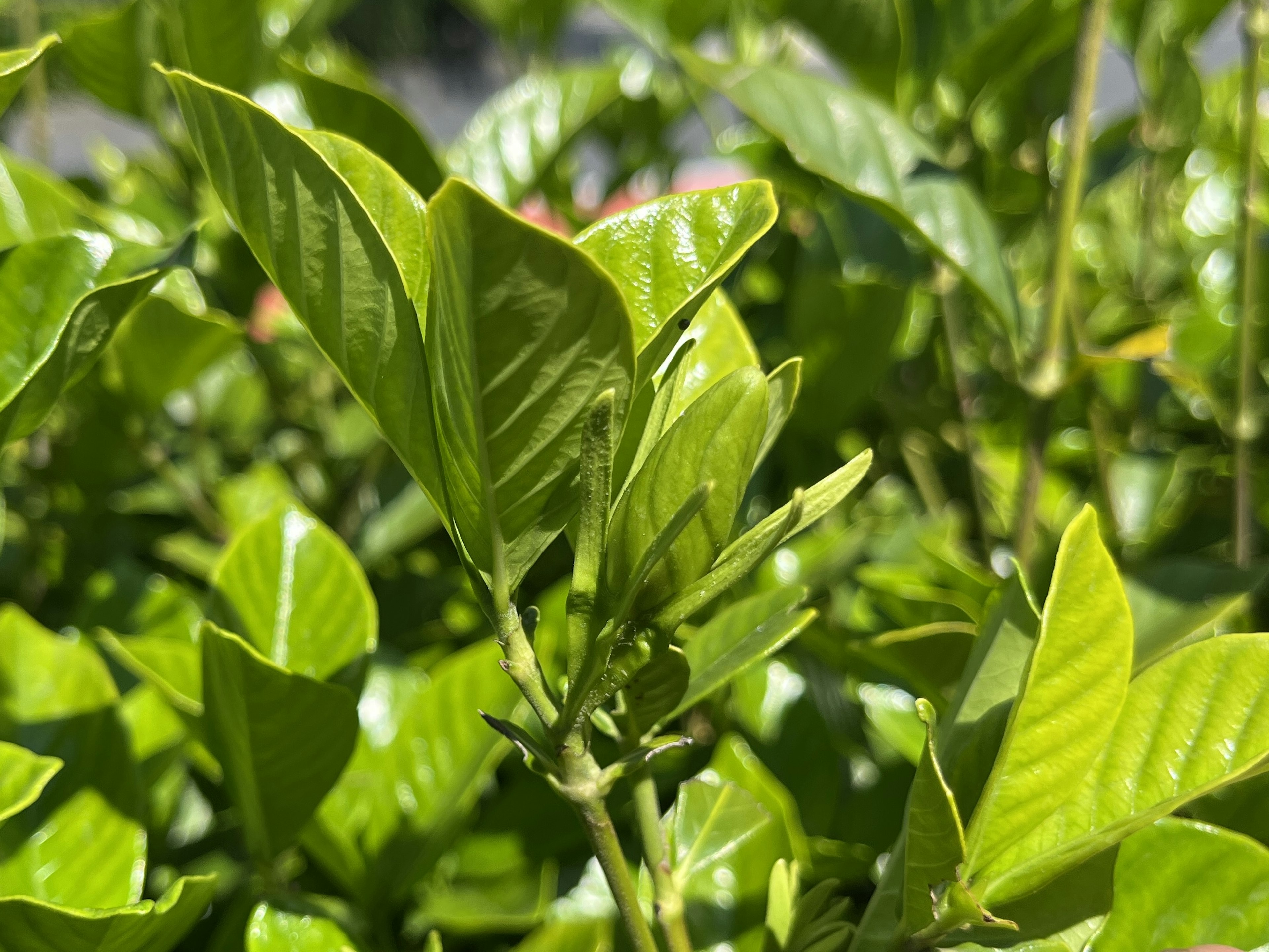 Acercamiento de hojas verdes exuberantes en una planta