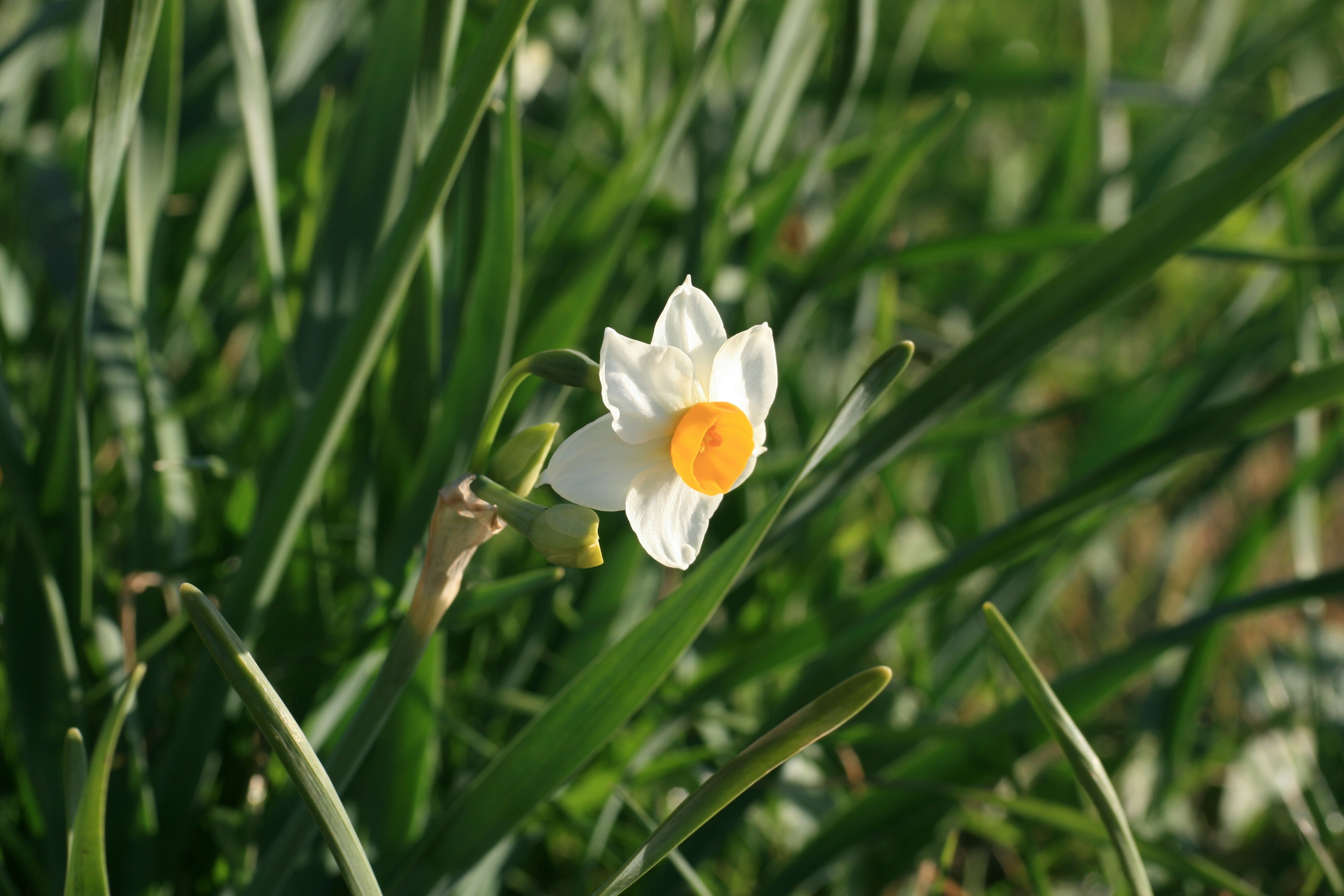 Sebuah bunga daffodil putih yang mekar di antara rumput hijau