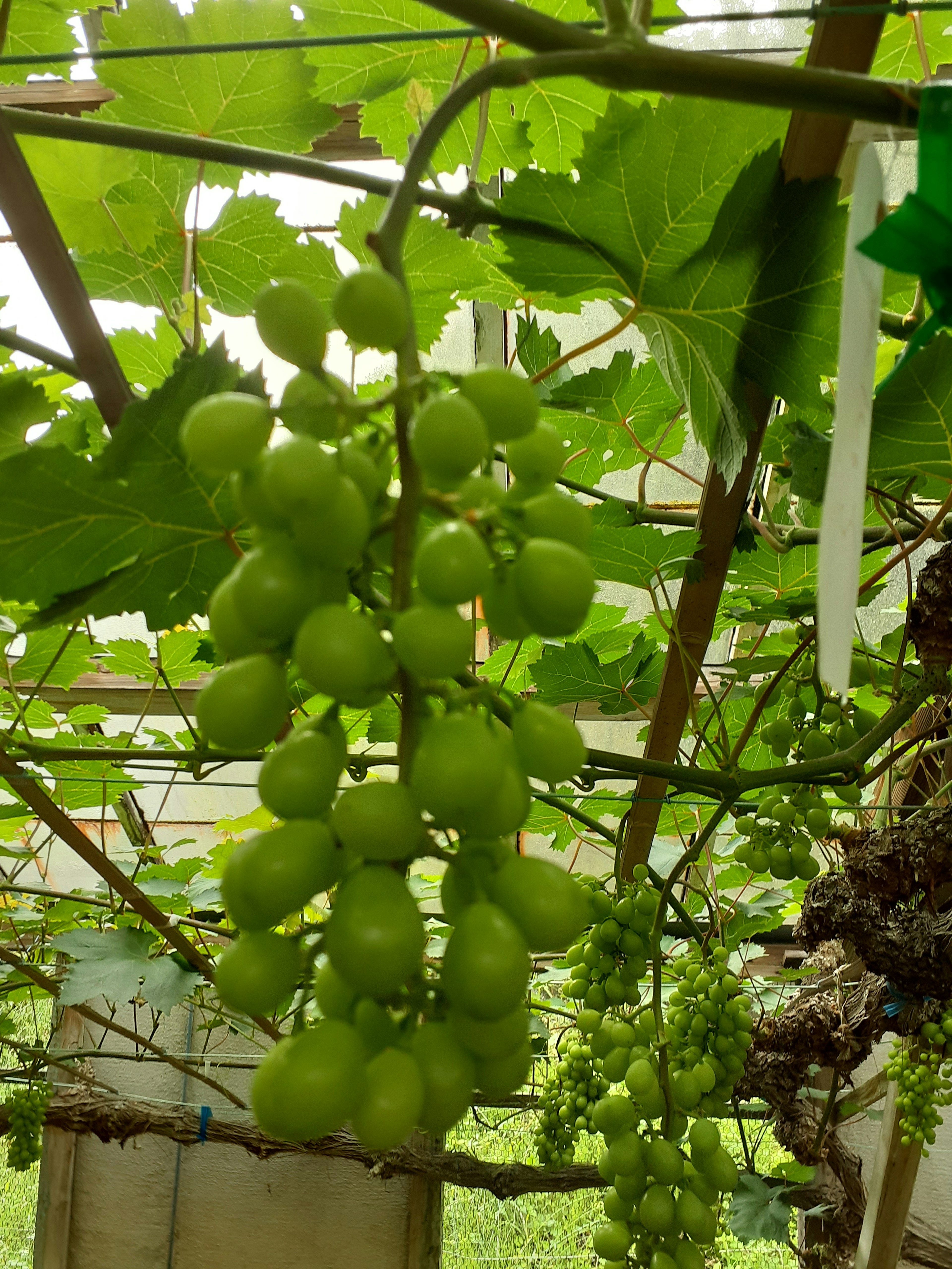 Racimo de uvas verdes colgando de una vid