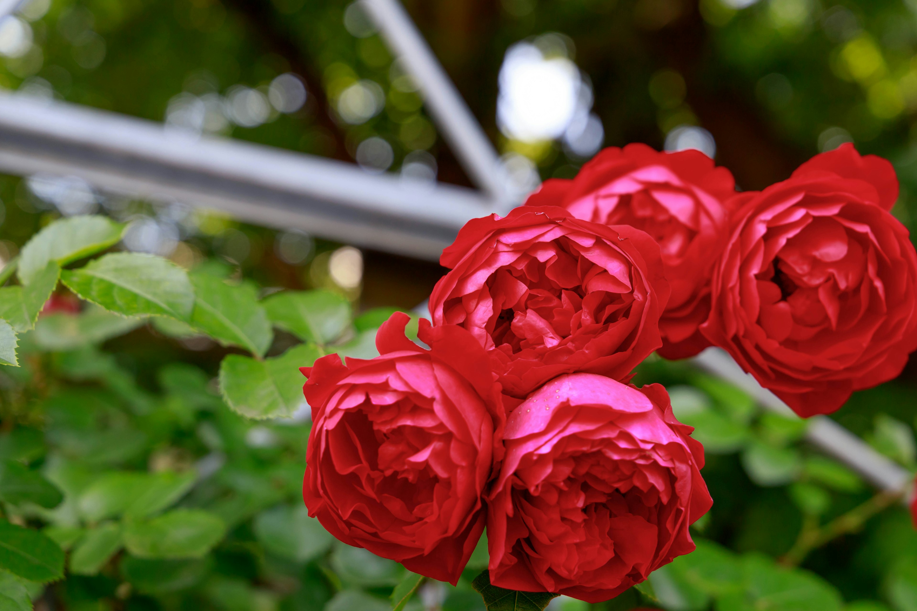 Bündel lebhafter roter Rosen umgeben von üppigem grünem Laub