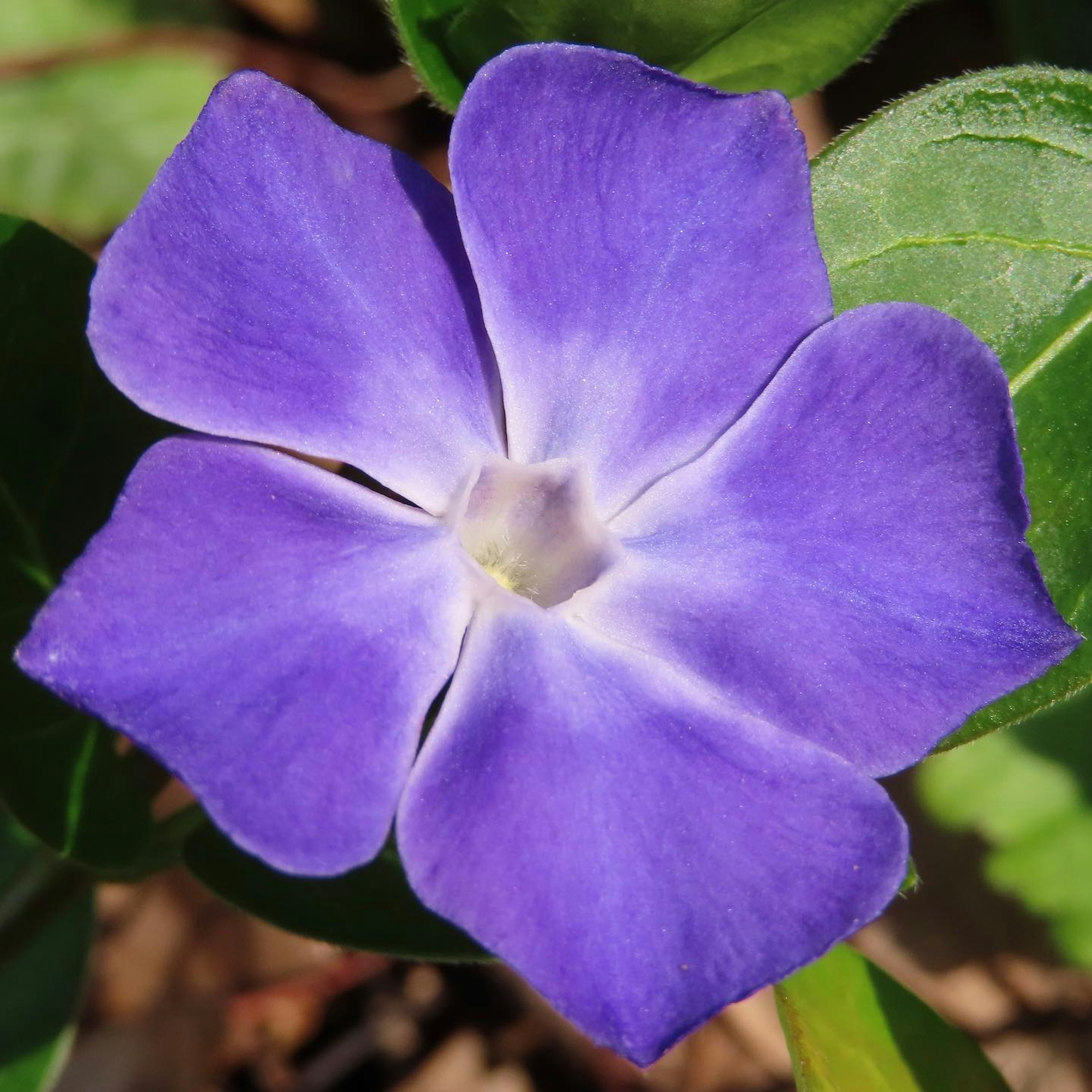 Fiore viola vivace a forma di stella circondato da foglie verdi