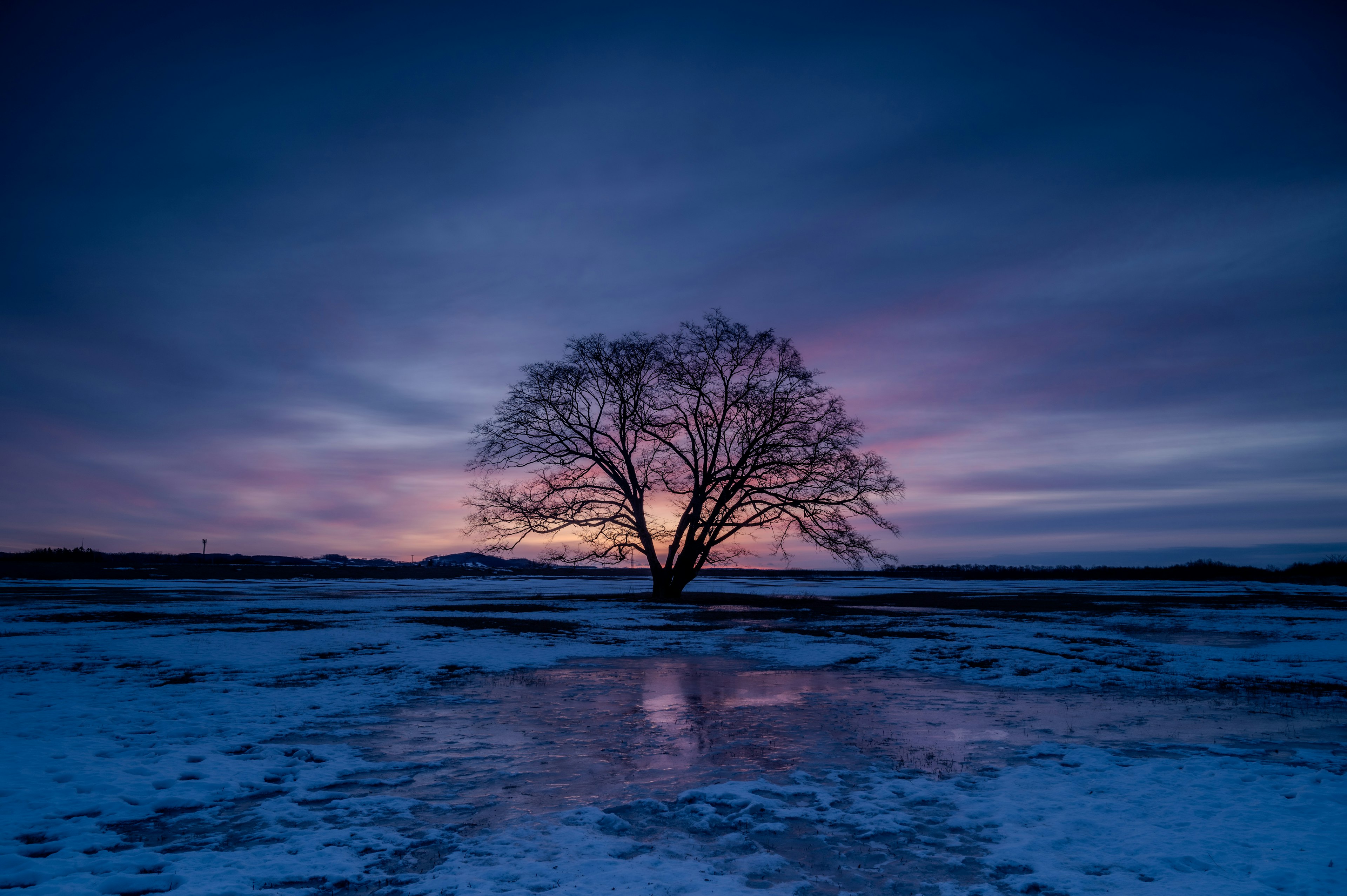 Albero solitario in un paesaggio invernale tranquillo con un bel cielo al tramonto