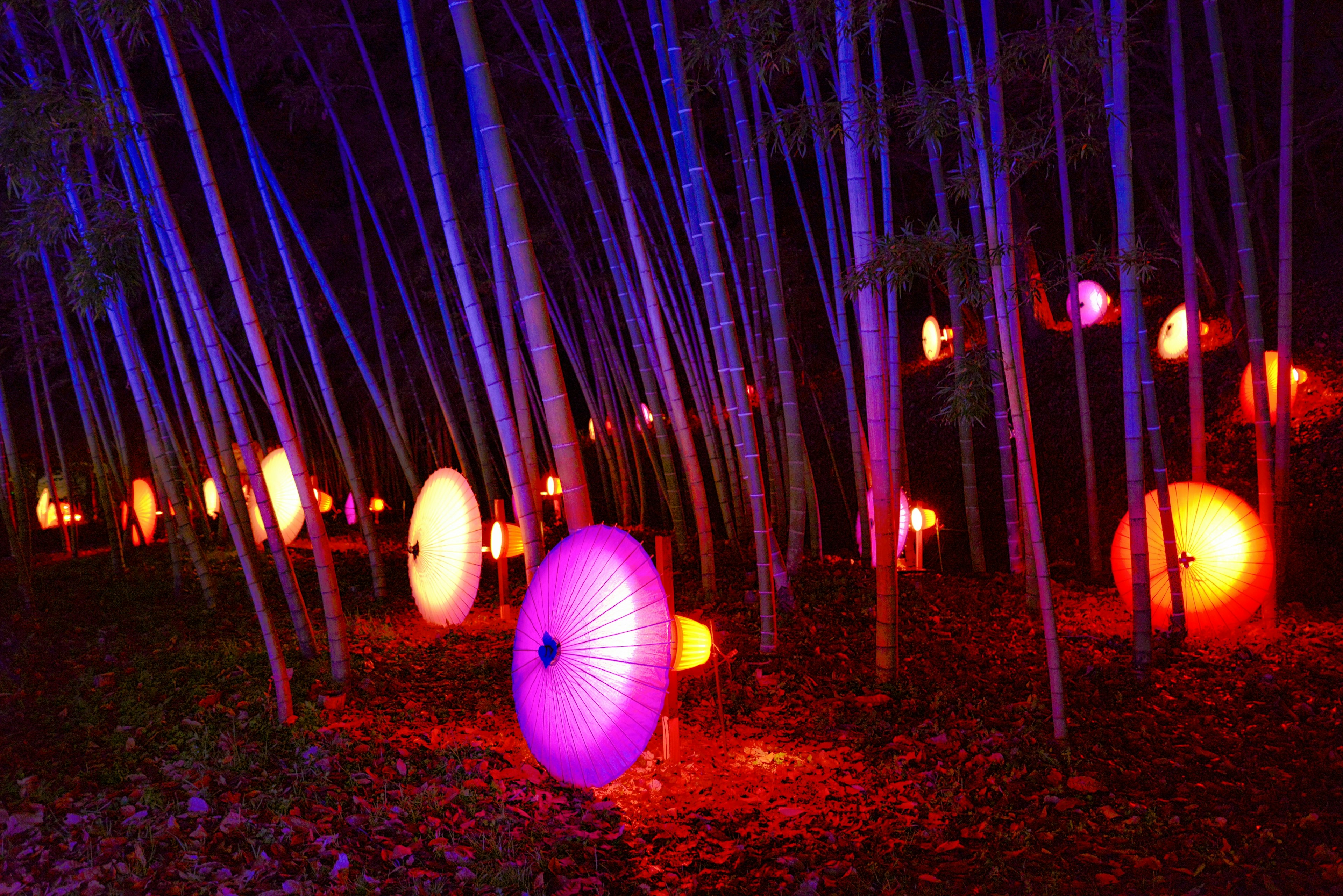 Une scène nocturne magique avec des lanternes colorées et des parapluies illuminés parmi des bambous