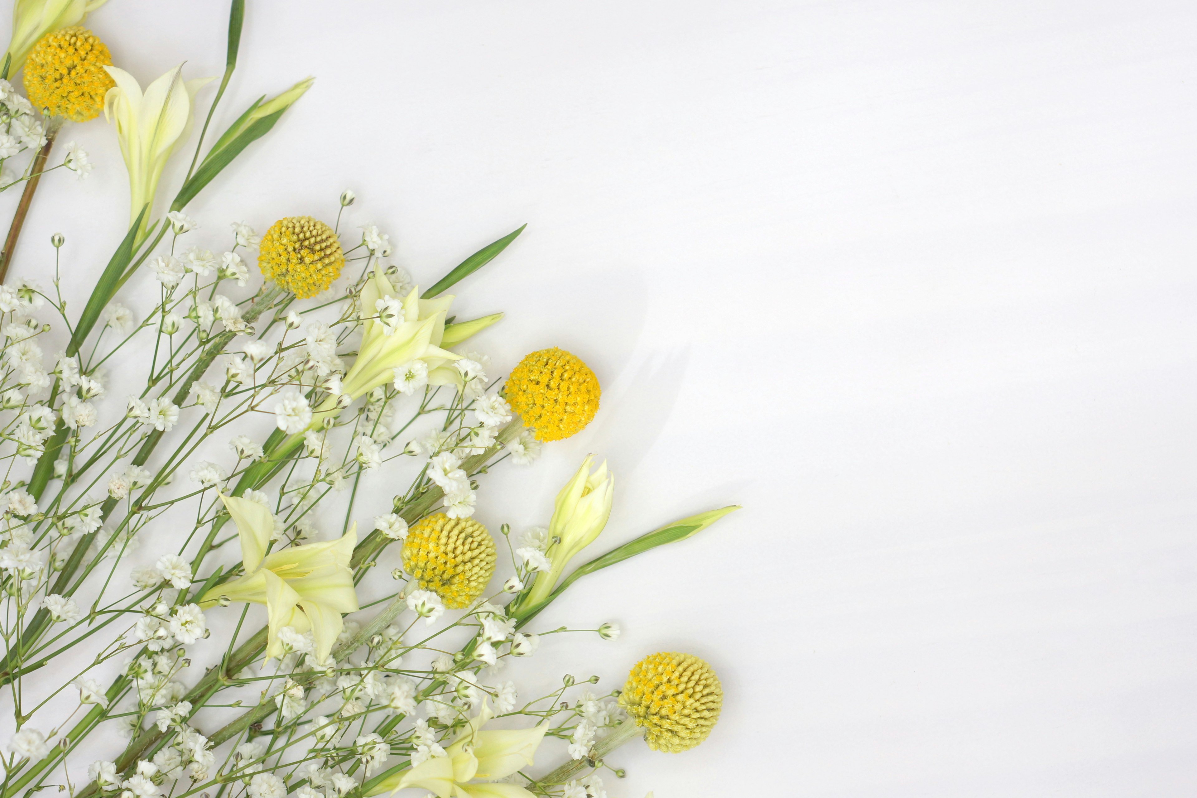 Gelbe Blumen und kleine weiße Blumen auf einem weißen Hintergrund angeordnet