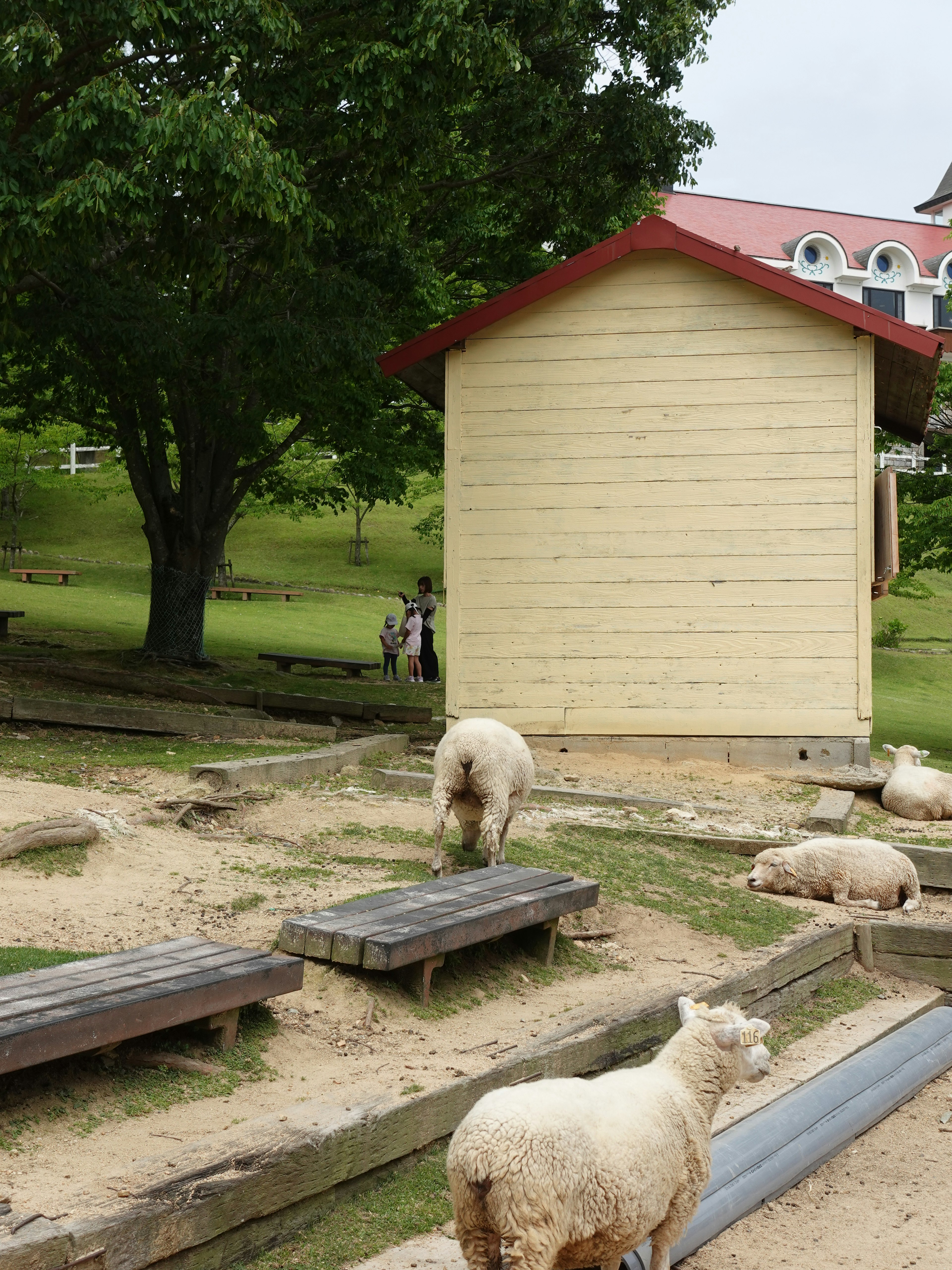 羊がいる牧場の風景と小屋