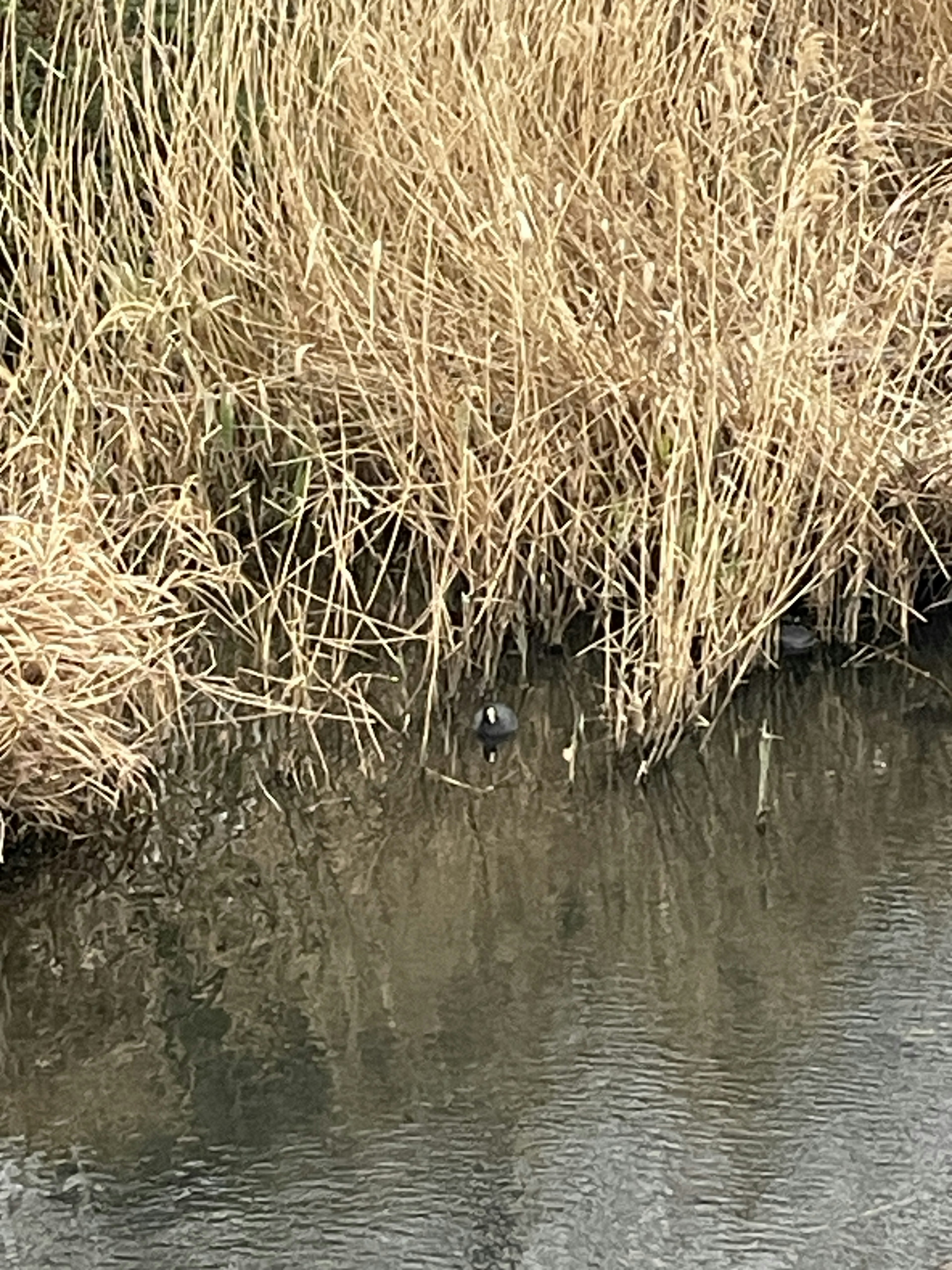 Herbe sèche au bord d'une surface d'eau calme avec des reflets