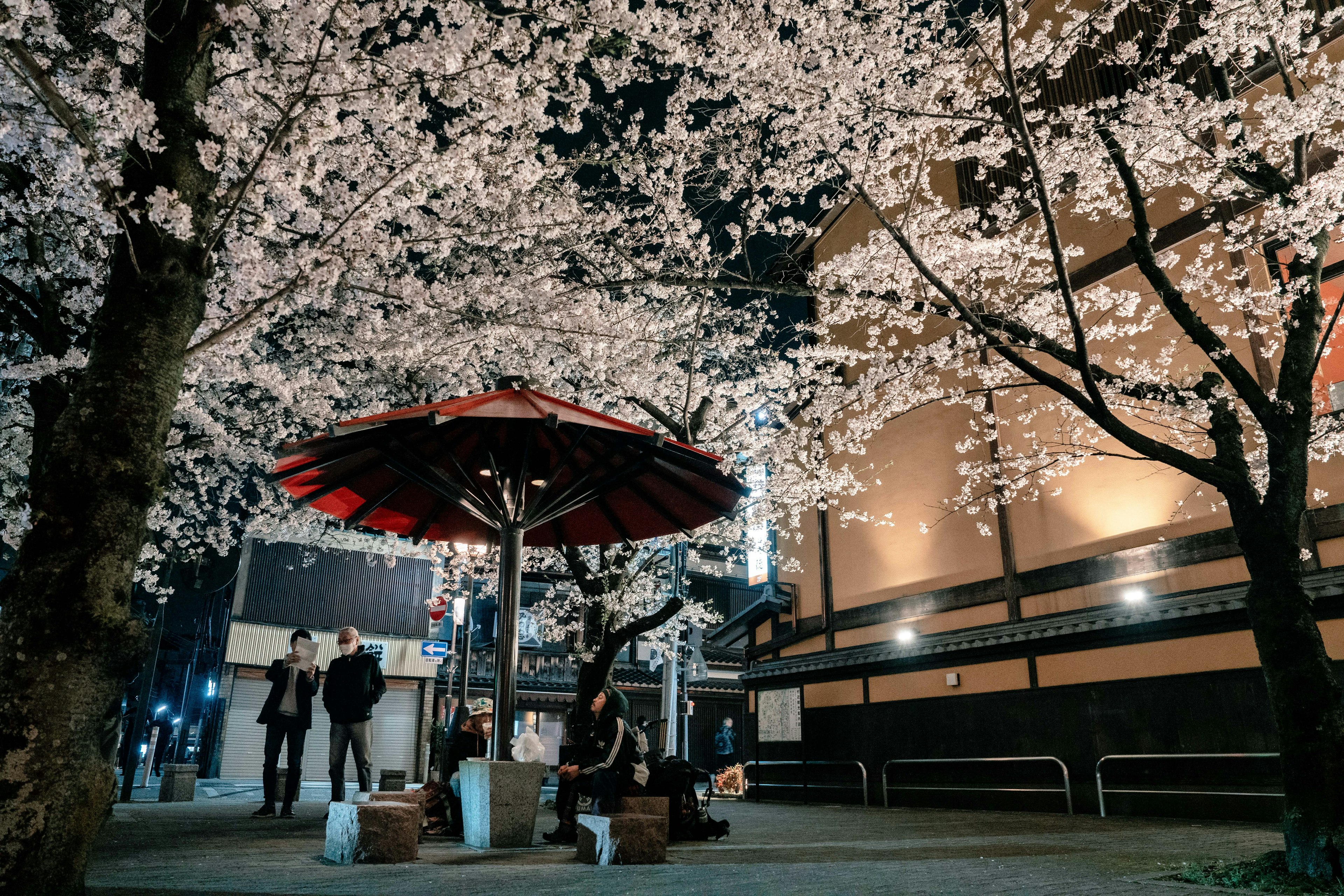 夜桜の下にある赤い傘と白い花の桜の木