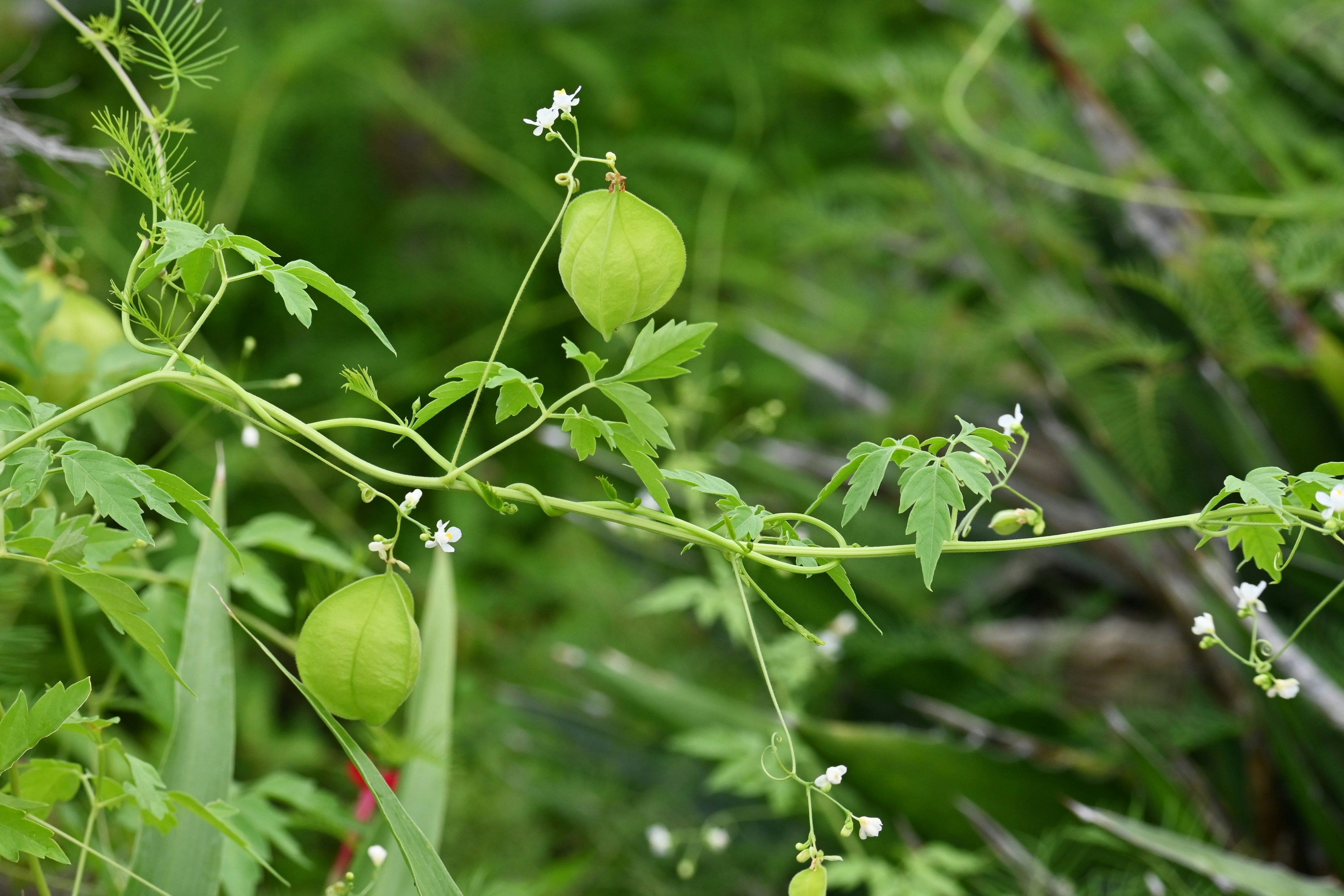 Zweig einer Pflanze mit grünen Früchten und kleinen weißen Blüten