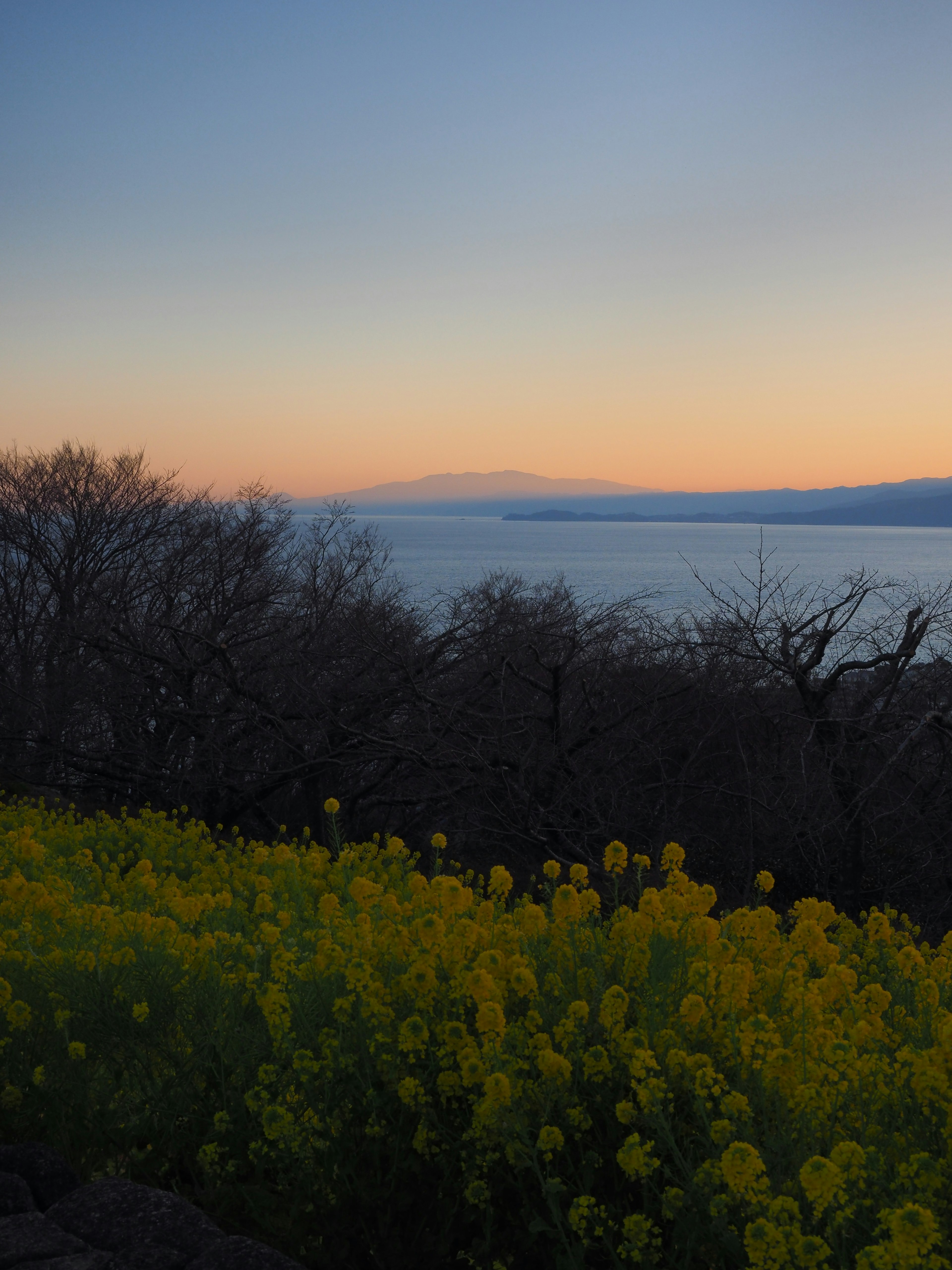 Gelbes Blumenfeld mit Sonnenuntergangshimmel und Ozean im Hintergrund